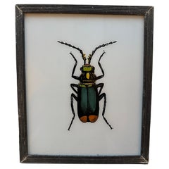 19th-Century Insect Illustration: Detailed Entomological Art