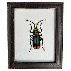 "Ilustración de insectos del siglo XIX: Arte entomológico detallado"