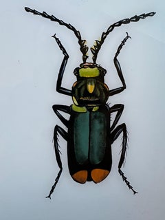 19th-Century Insect Portrait: Detailed Natural History Illustration