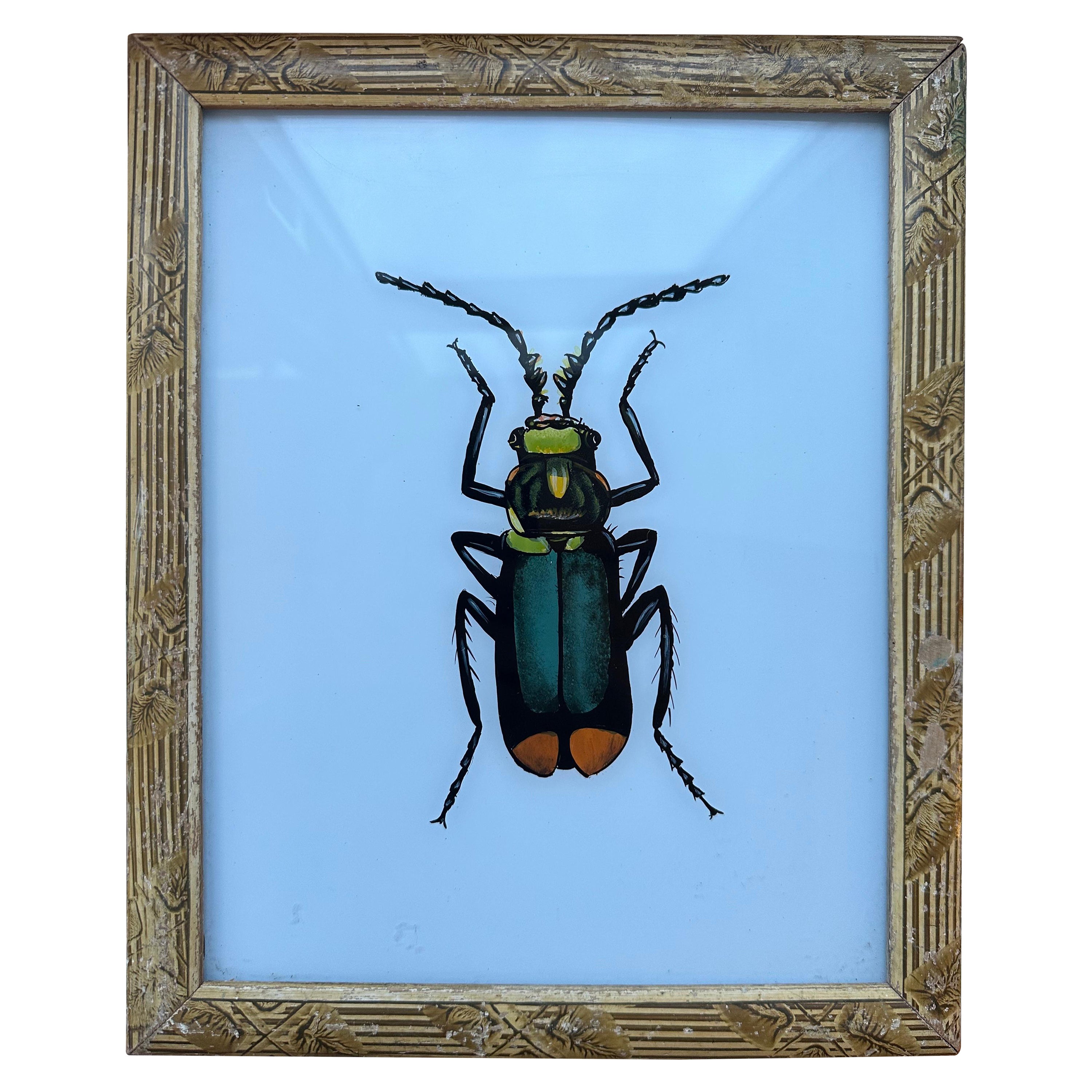 Insektenporträt des 19. Jahrhunderts: Detaillierte naturkundliche Illustration