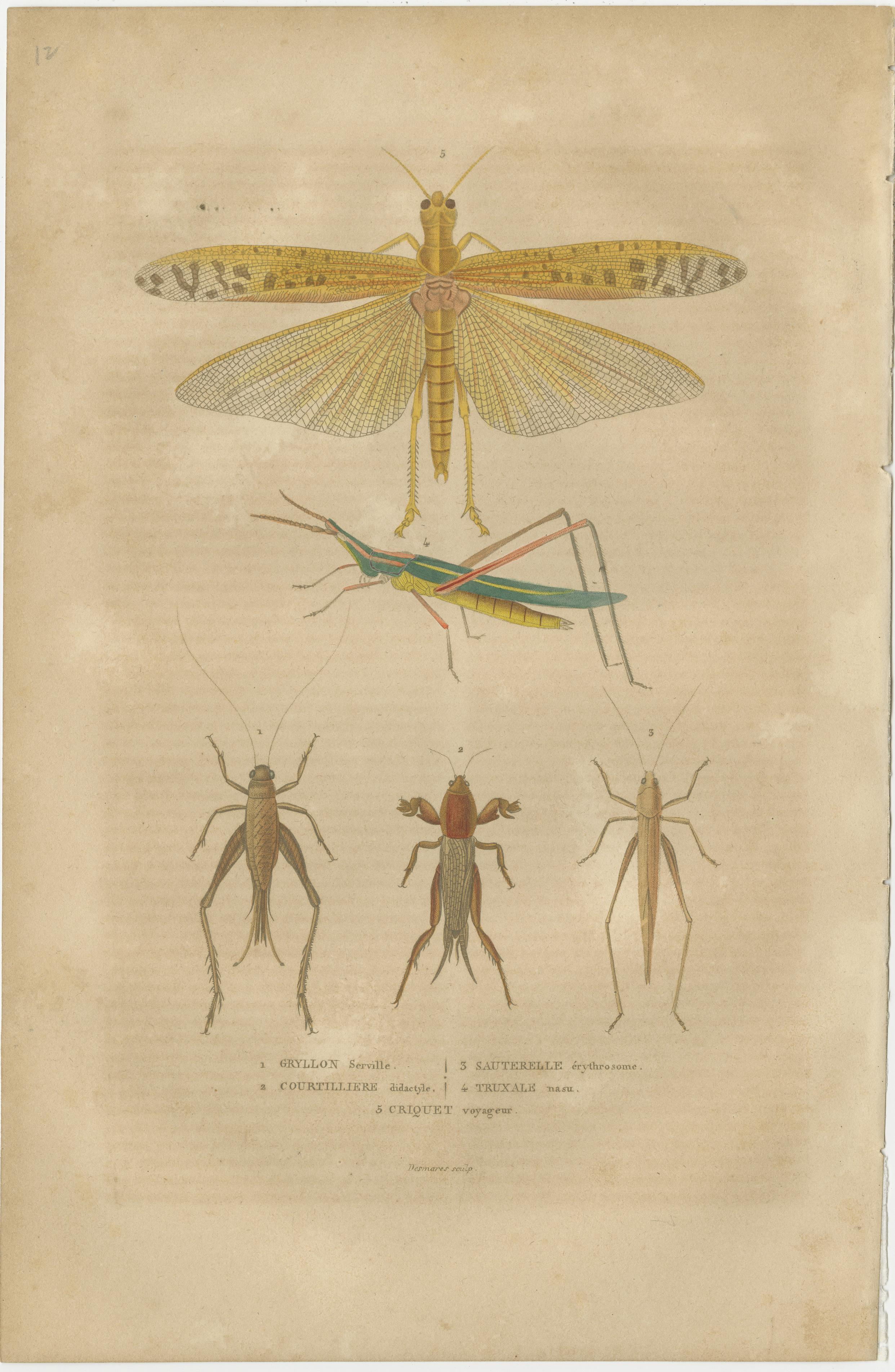 The first print depicts a collection of orthopteran insects, which includes grasshoppers and crickets. These are characterized by their long hind legs for jumping, and in the case of crickets, elongated antennae. The central figure is a large,