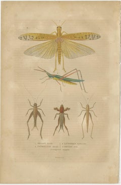 19th-Century Insectarium: A Glimpse into Orthoptera and Varied Insects