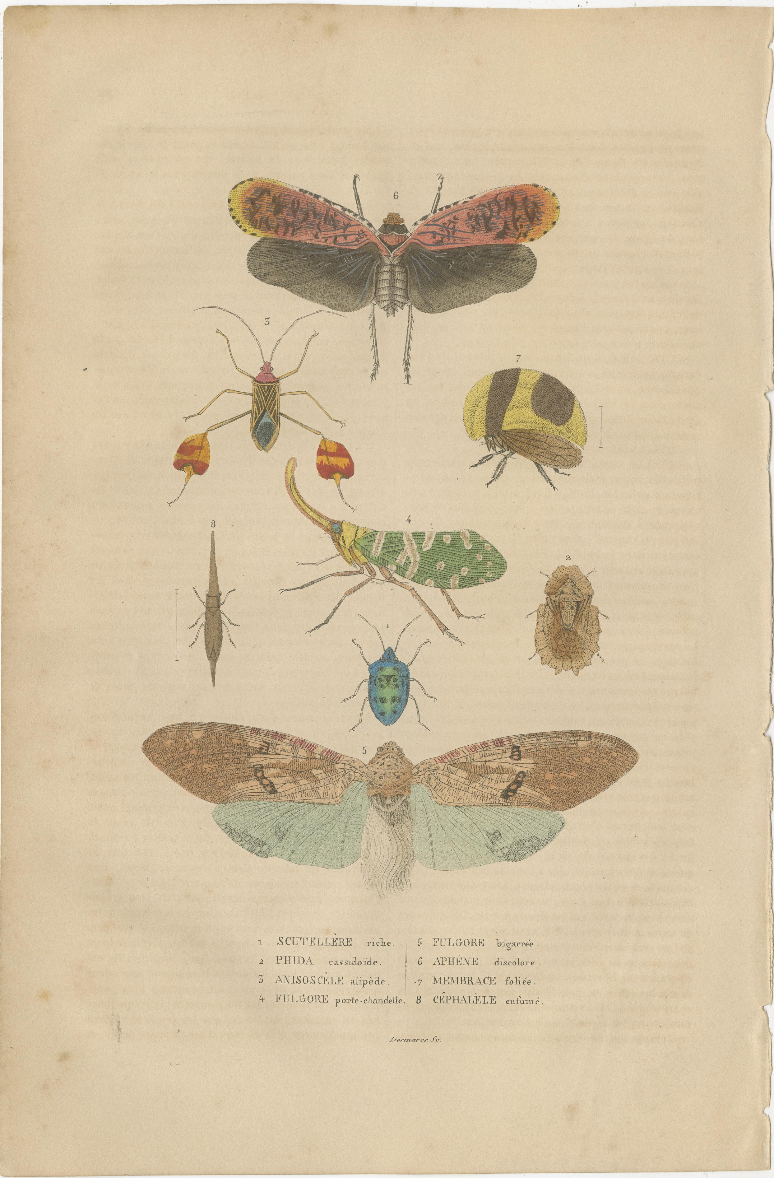 Engraved 19th-Century Insectarium: A Glimpse into Orthoptera and Varied Insects For Sale