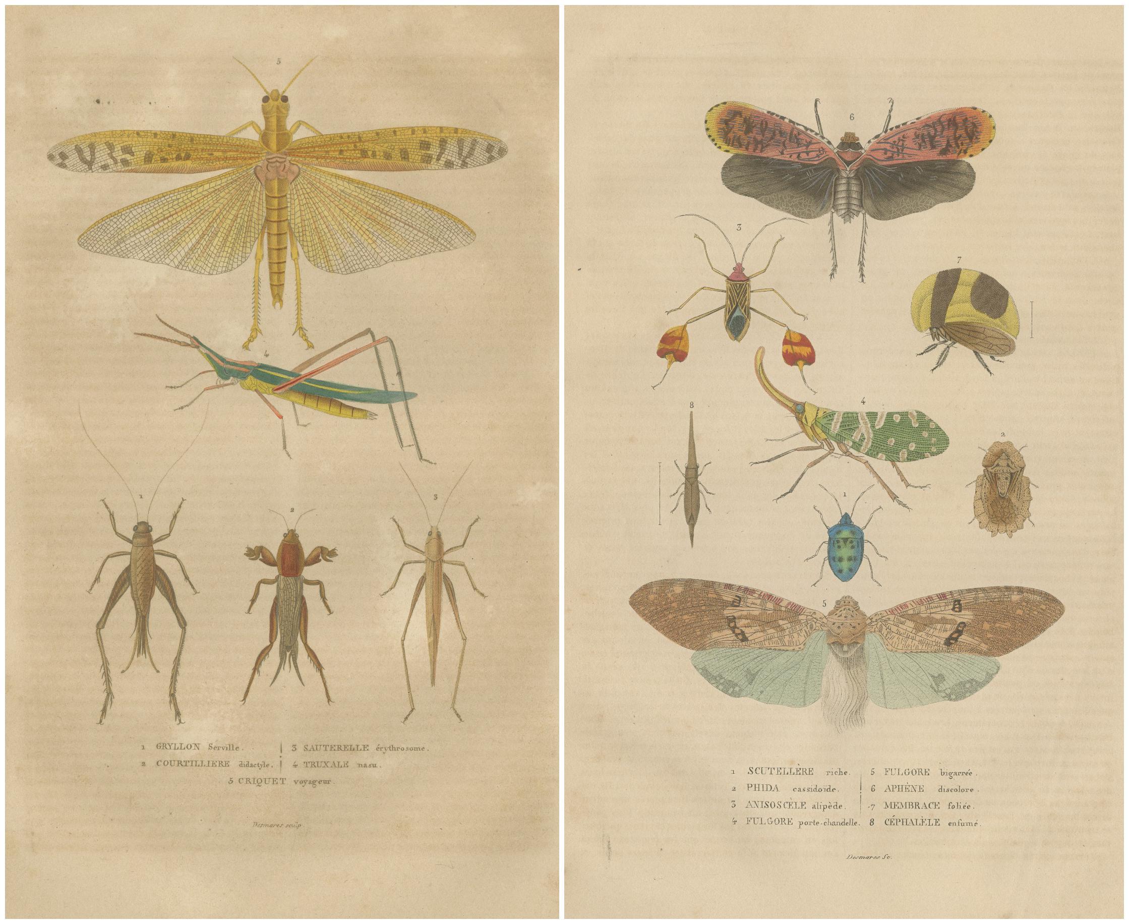 19th-Century Insectarium: A Glimpse into Orthoptera and Varied Insects In Good Condition For Sale In Langweer, NL