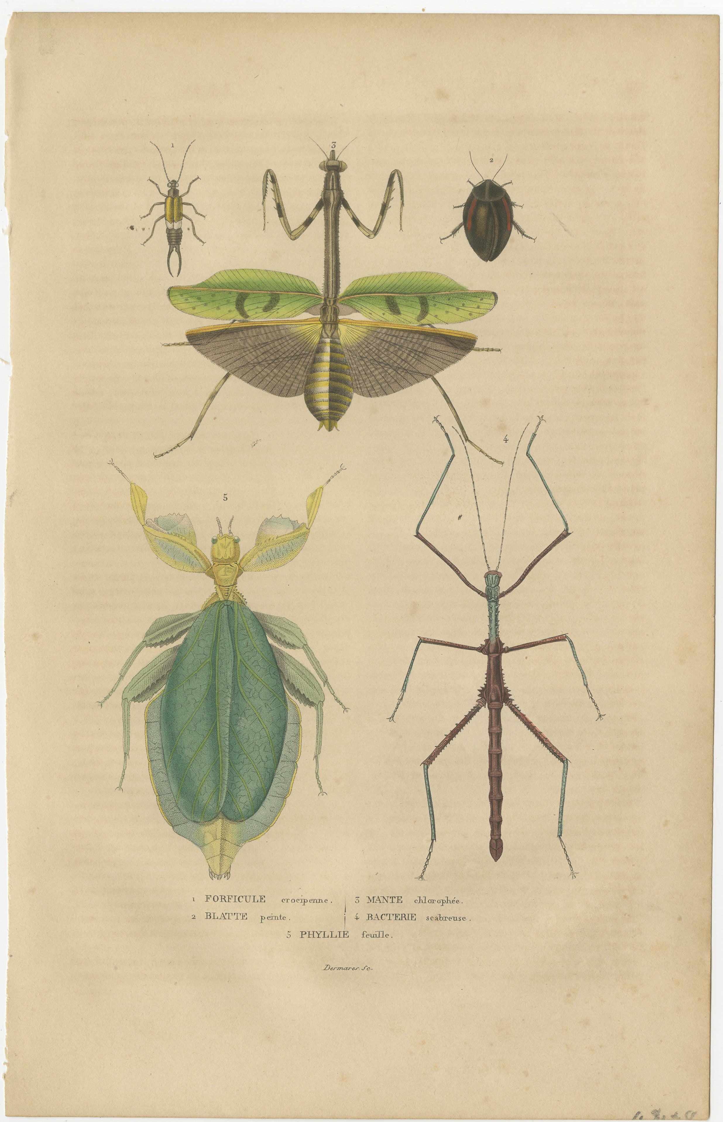 Engraved 19th Century Insects Microorganisms Handcolored Antique Engraving, 1845  For Sale