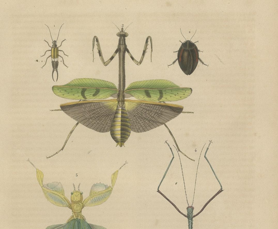19th Century Insects Microorganisms Handcolored Antique Engraving, 1845  In Good Condition For Sale In Langweer, NL