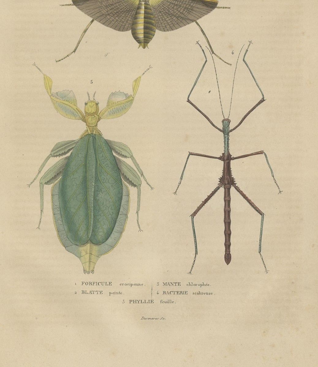 An antique hand-colored print by Pierre Auguste Joseph Drapiez, a Belgian naturalist and artist. The print contains depictions of various insects and microorganisms:

1. **Forficule crocipenne:** This refers to a species of earwig. 