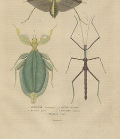 Gravure d'antiquités Insectes Microorganisms du 19e siècle, colorée à la main, 1845