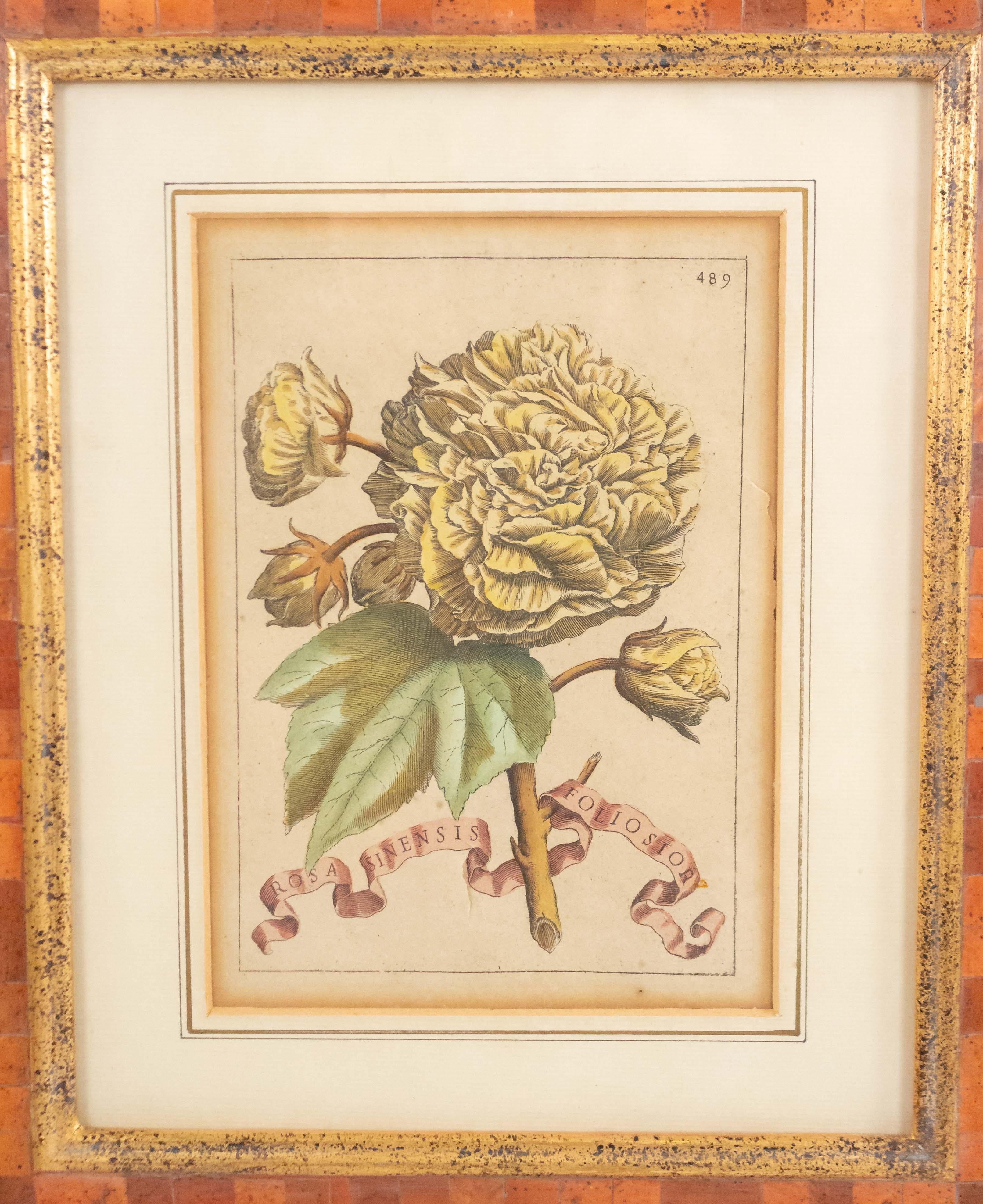 Italienischer handkolorierter Kupferstich von Blumen mit lateinischen Namen in einem Intarsienrahmen (Ende 18/19. Jahrhundert).
 