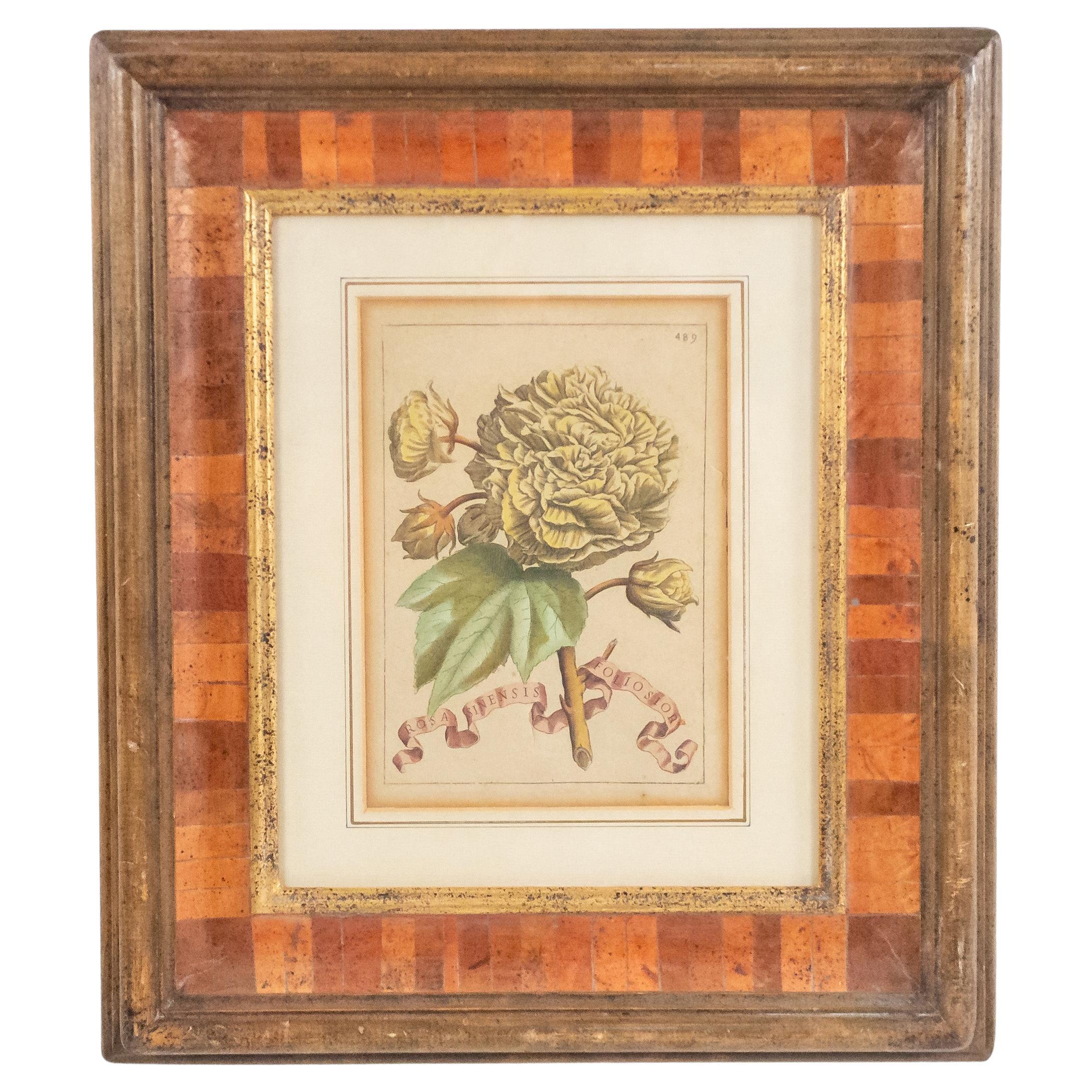 19th Century Italian Hand Colored Engraving of Flowers in an Inlaid Frame