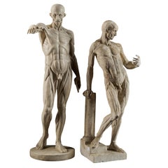 19th Century, Italian School, Two Anatomical Flayed Figures in Plaster