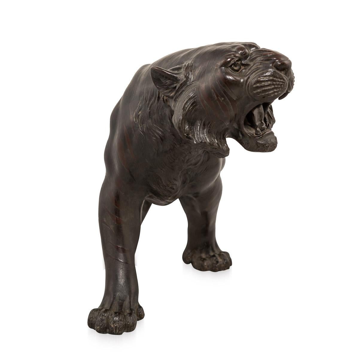 Antique late 19th century Japanese Meiji period very fine bronze figure of a tiger. The striding figure with its head raised and mouth open to reveal long fangs, the stripes of the naturalistically rendered body rendered in a contrasting texture,