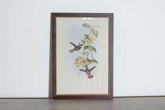 19th Century John Gould Bird Print - One of 24