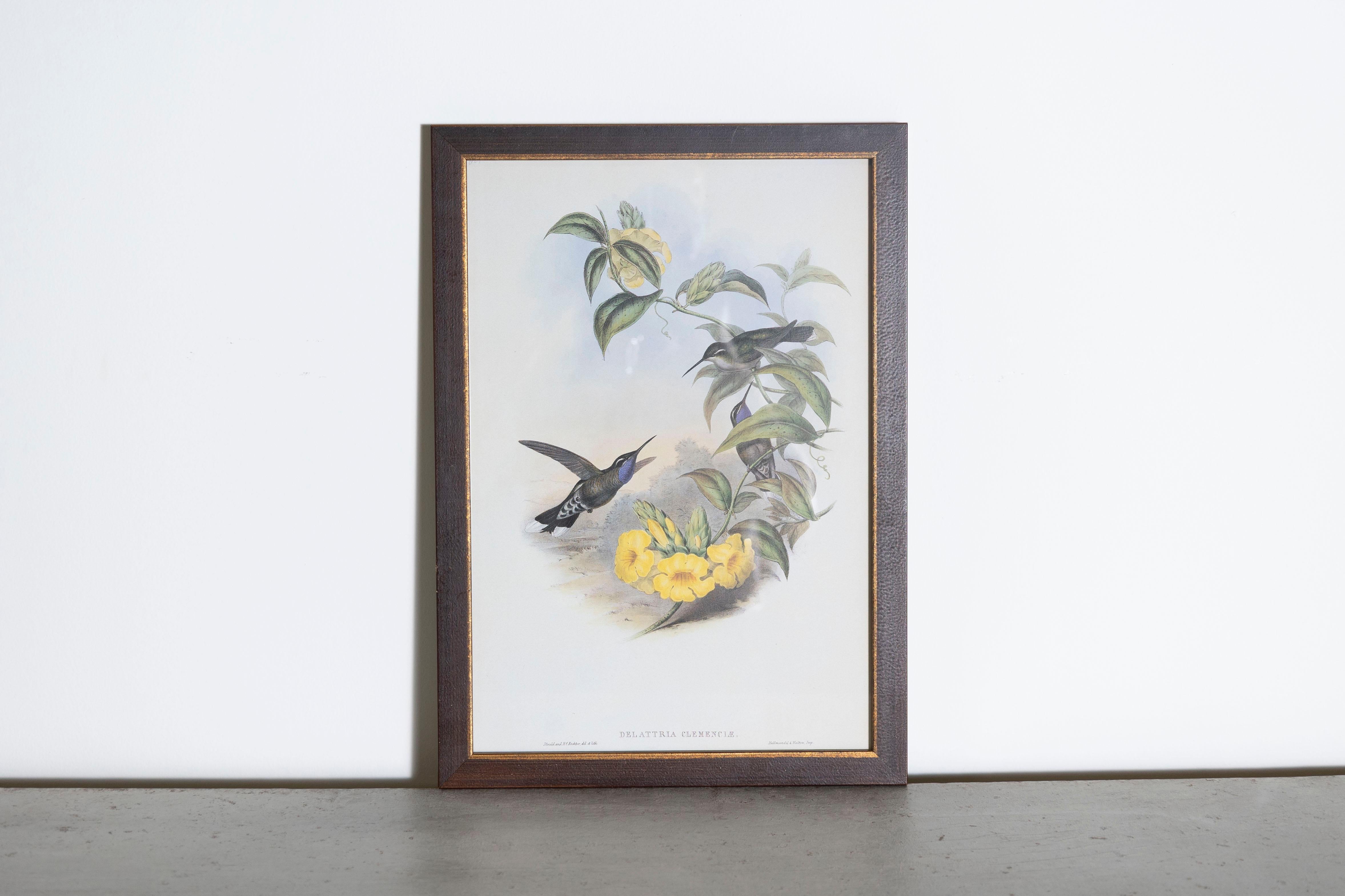  Les tirages d'oiseaux tropicaux encadrés de M. John Gould 1955 sont tirés de son édition limitée à 1000 exemplaires.  
L'ornithologue britannique le plus célèbre du XIXe siècle
John Artistics (1804-1881) était un homme d'affaires, un éditeur et un