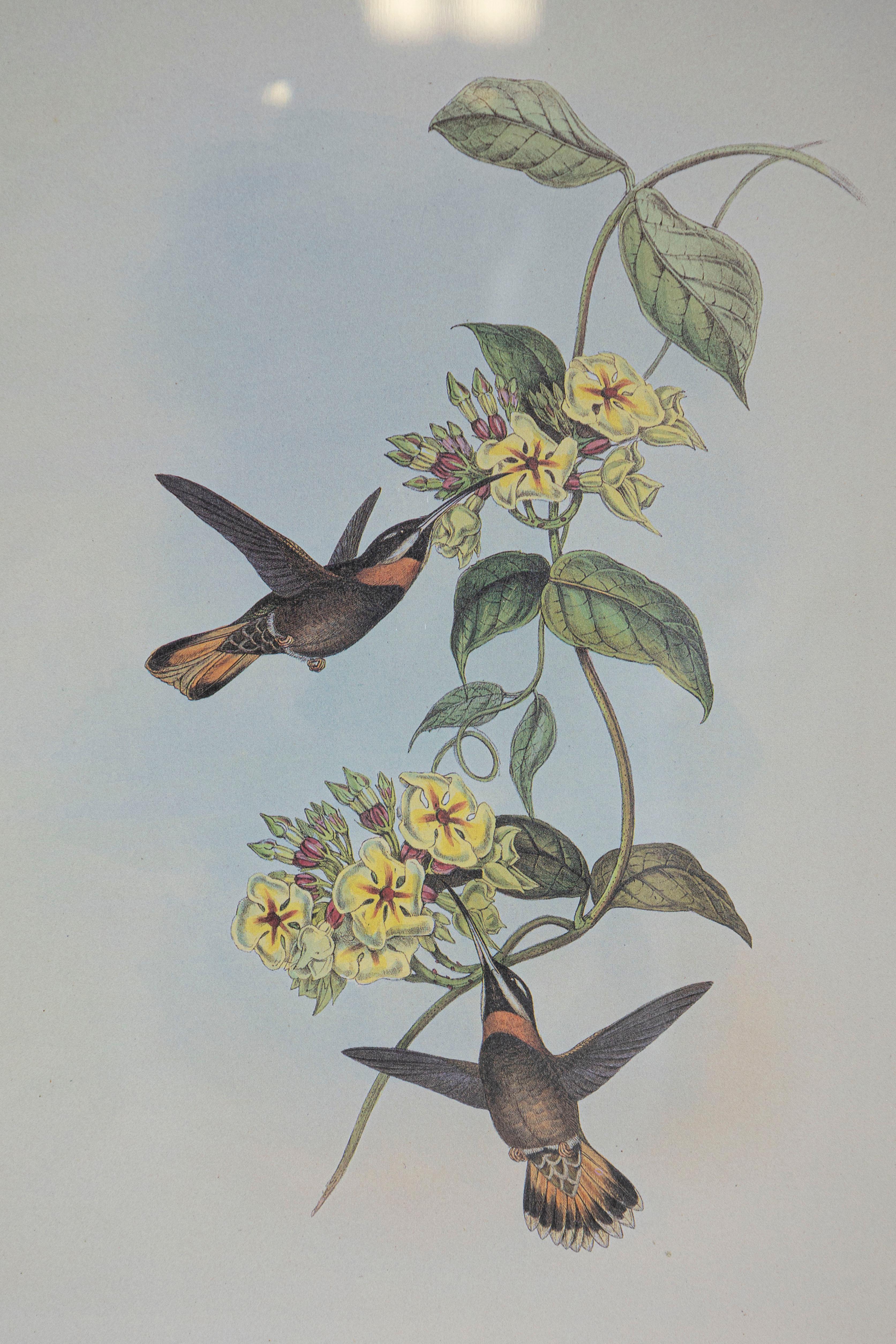 Imprimé oiseaux John Gould du 19e siècle, l'un des 24 Bon état - En vente à Atlanta, GA