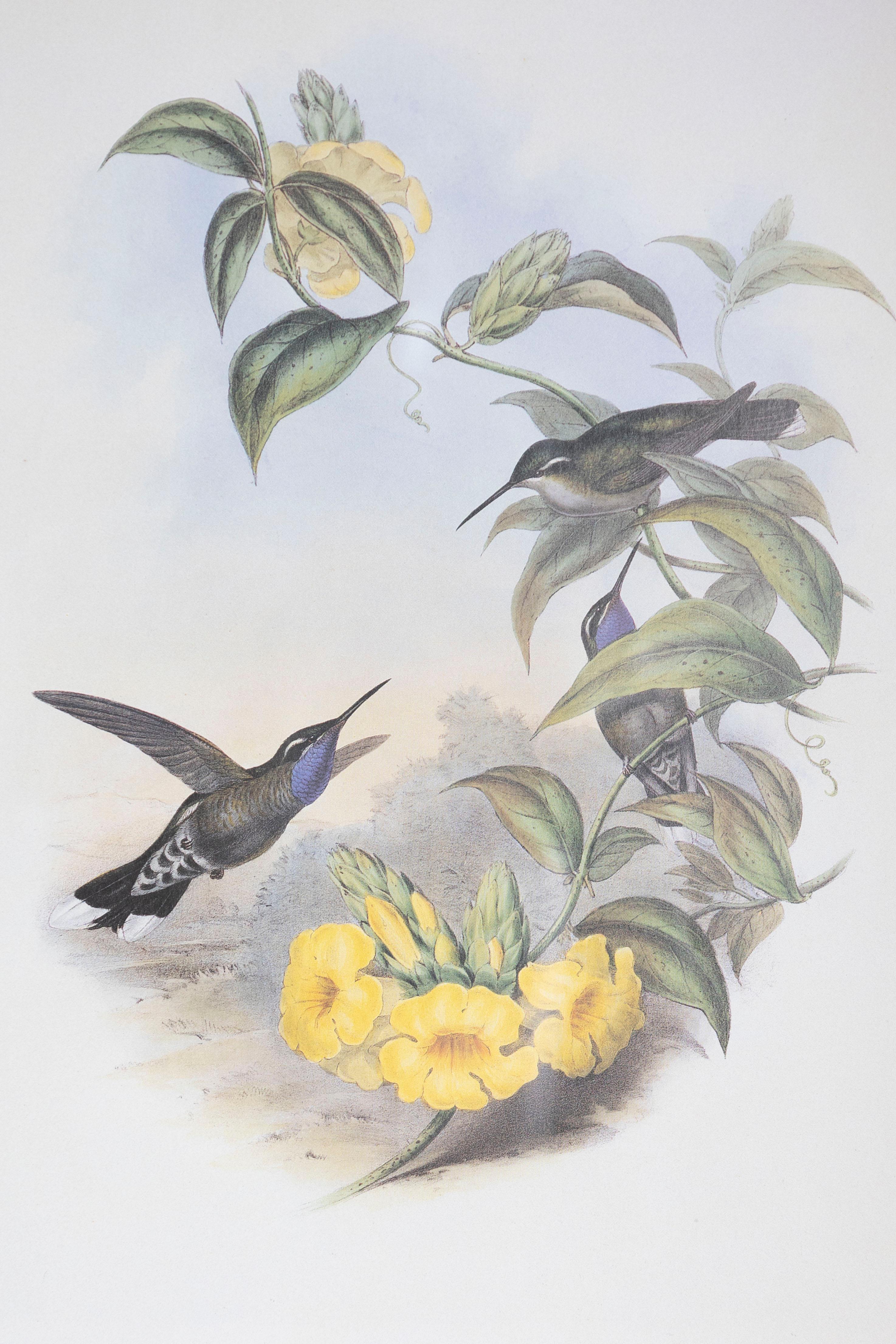 Victorien Imprimé oiseaux John Gould du 19e siècle, l'un des 24 en vente
