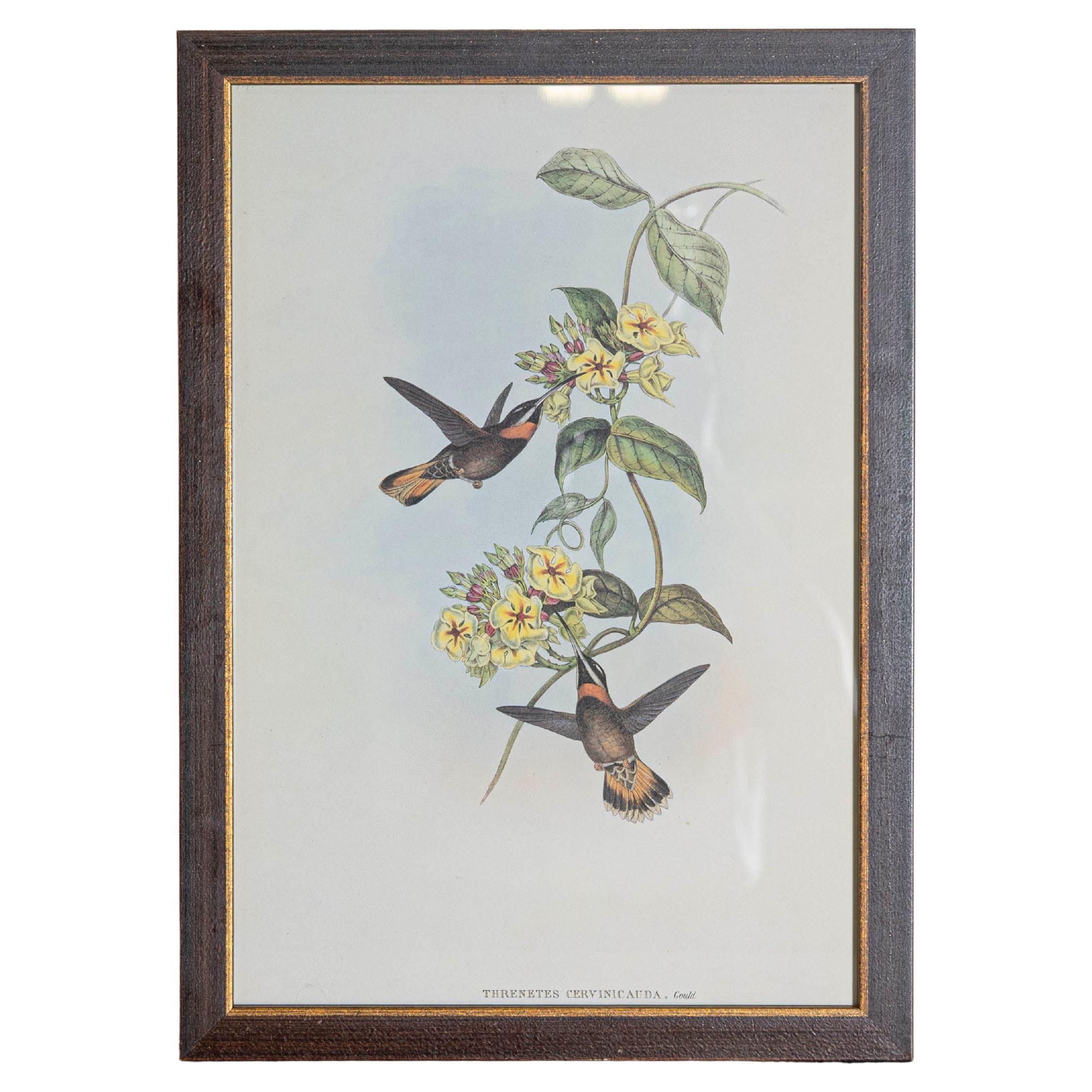 19th Century John Gould Bird Print - One of 24