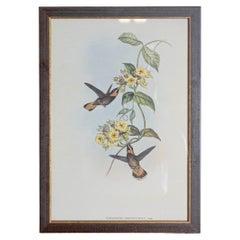Antique 19th Century John Gould Bird Print - One of 24