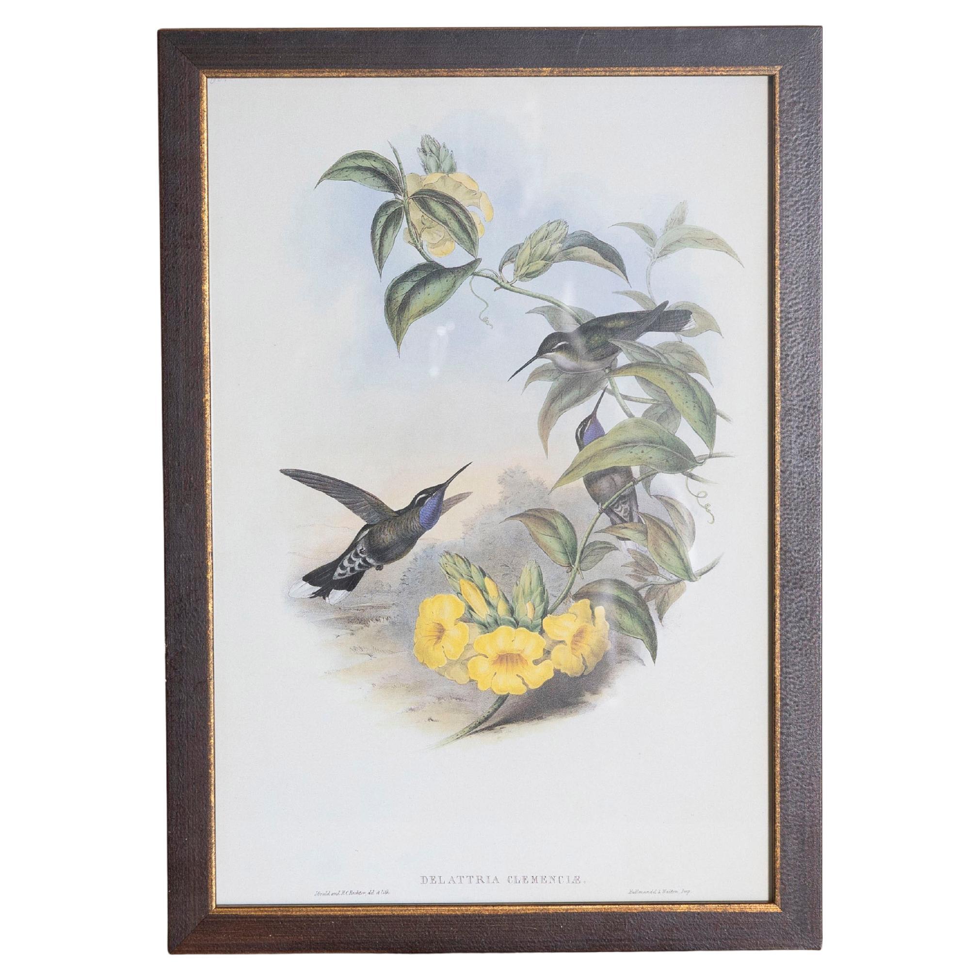 19th Century John Gould Bird Print - One of 24