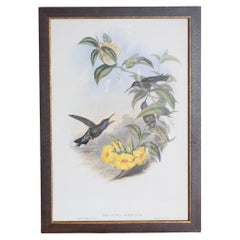 19th Century John Gould Bird Print - One of 24