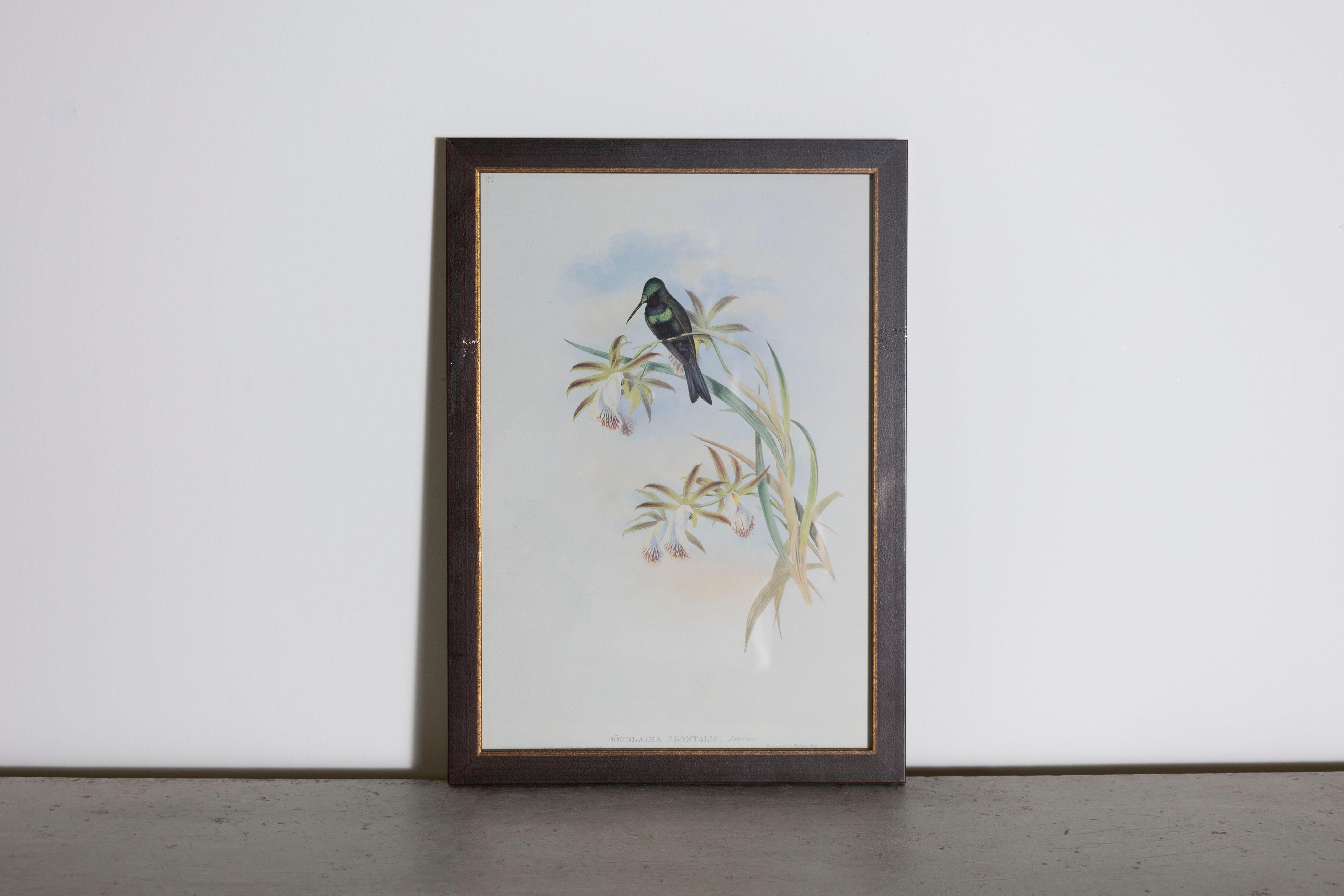 Mr John Gould's tropical framed Bird prints 1955 taken from his limited edition of 1000.  
The most celebrated British ornithologist of the nineteenth-century
John Gould (1804-1881) was a businessman, publisher, and obsessive bird collector with an