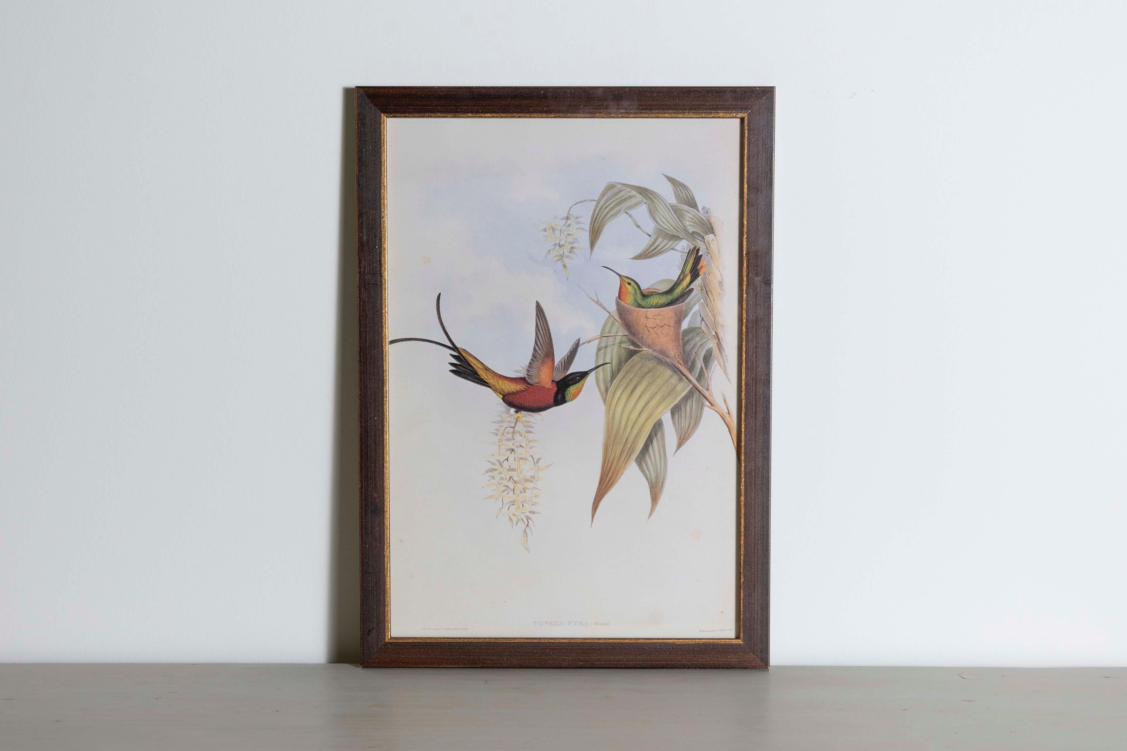 Les tirages d'oiseaux tropicaux encadrés de M. John Gould 1955 sont tirés de son édition limitée à 1000 exemplaires.  
L'ornithologue britannique le plus célèbre du XIXe siècle
John Artistics (1804-1881) était un homme d'affaires, un éditeur et un