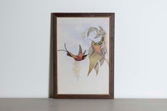 19th Century John Gould Bird Print - One of 24