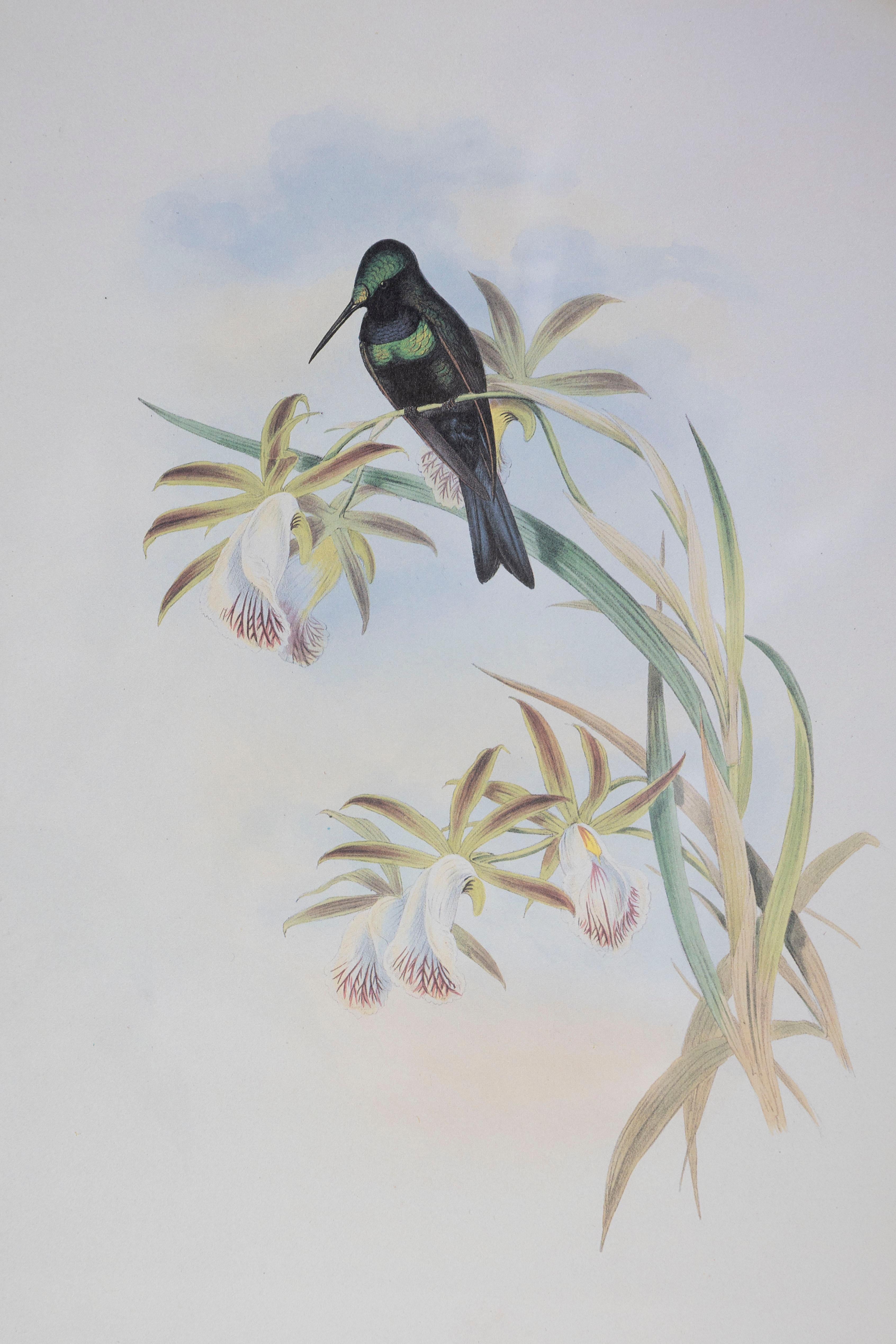 Victorian 19th Century John Gould Bird Print - One of 24 For Sale