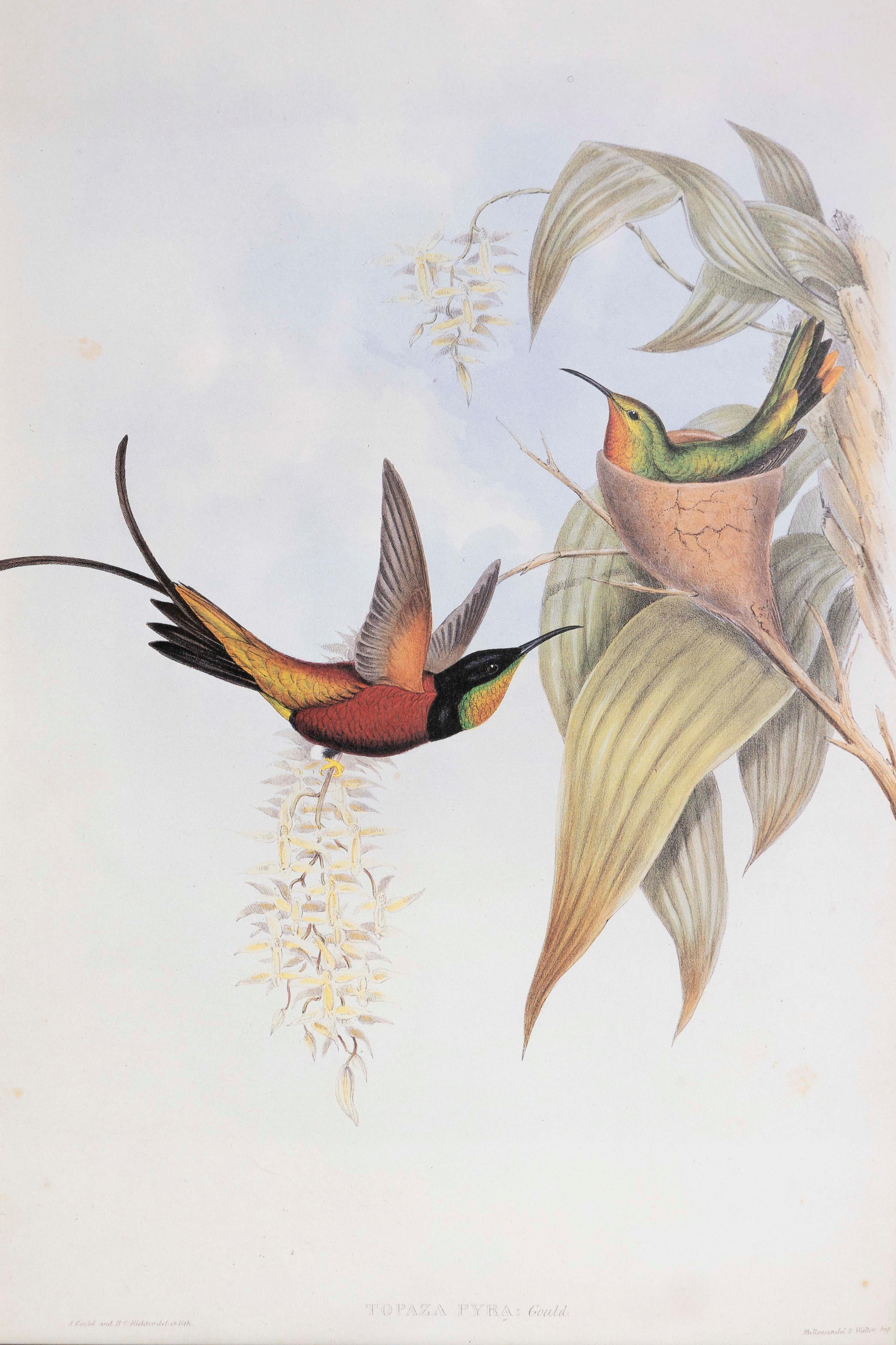 Victorien Imprimé oiseaux John Gould du 19e siècle, l'un des 24 en vente