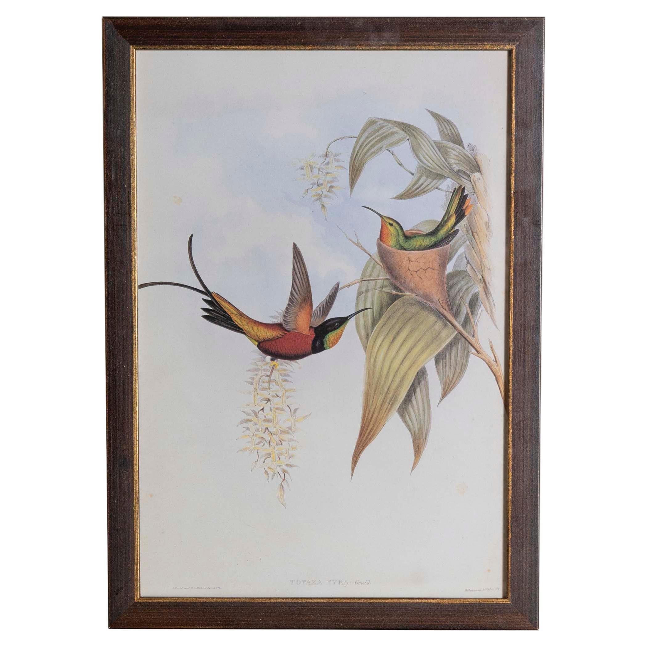 19th Century John Gould Bird Print - One of 24