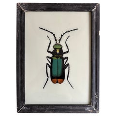 „19th-Century Large Bug Illustration: Intricate Entomological Art“
