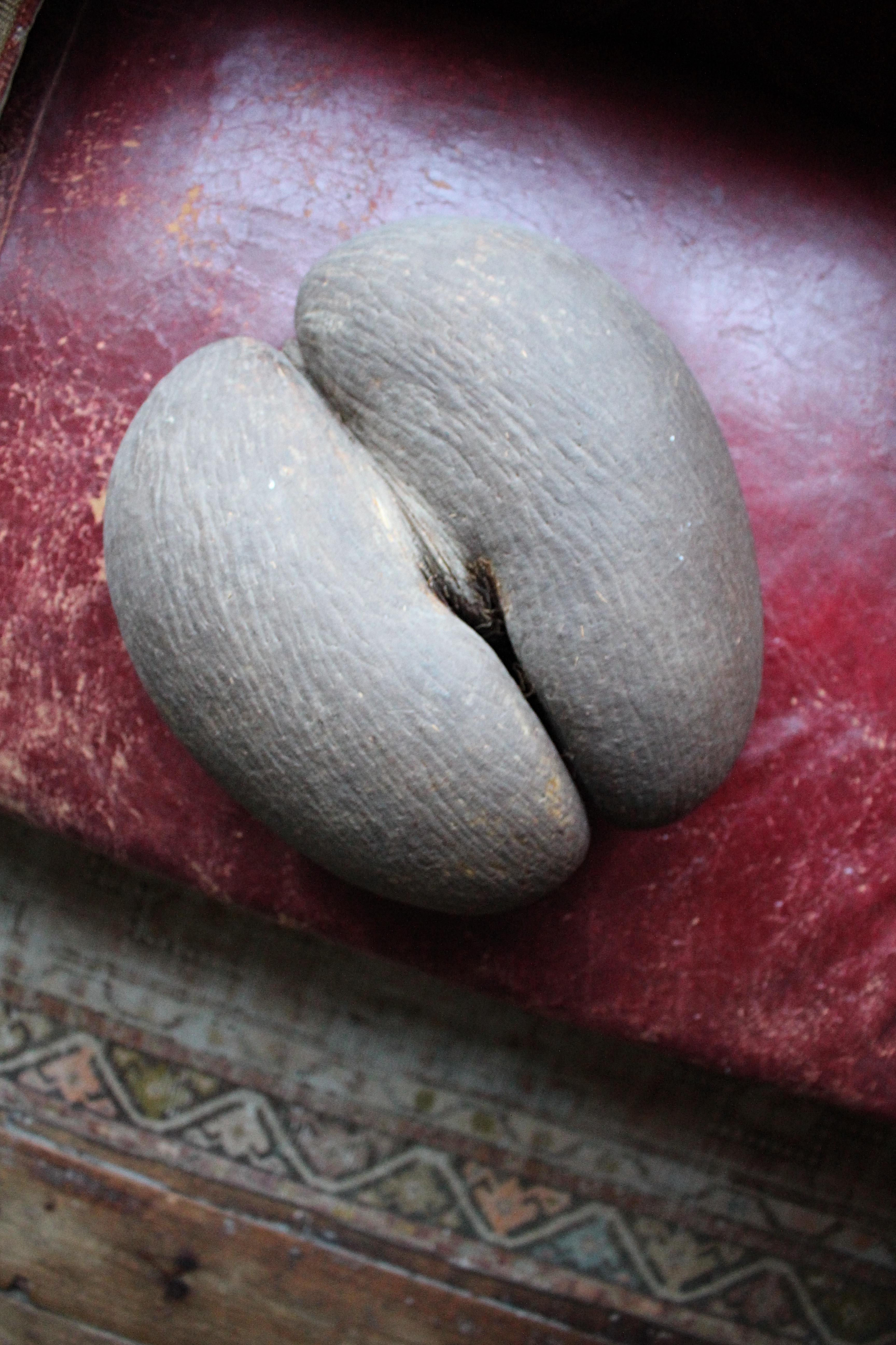 19th Century Large Coco De Mer Tropical Sea Nut, Lodoicea Maldivica 5