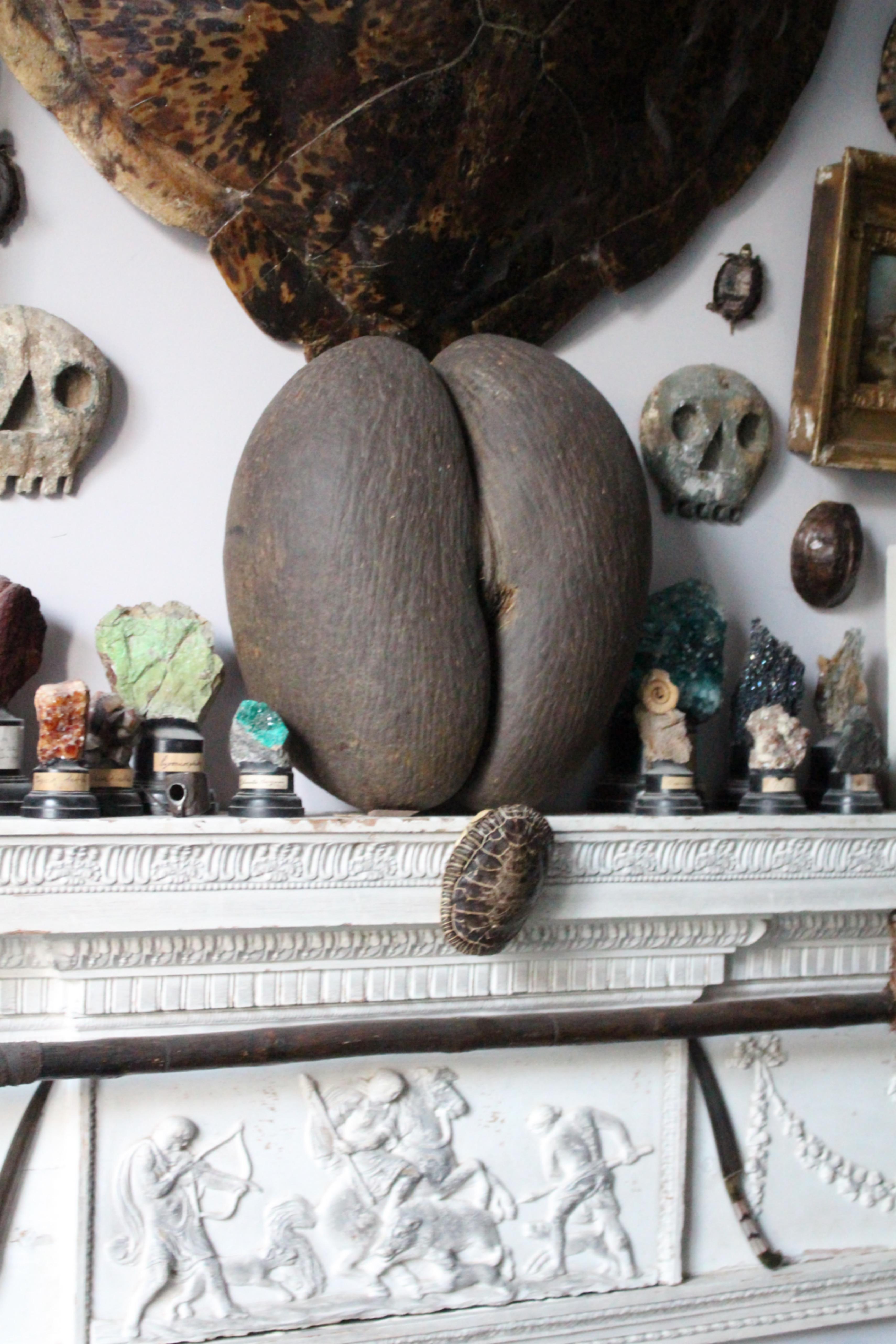 19th Century Large Coco De Mer Tropical Sea Nut, Lodoicea Maldivica 6