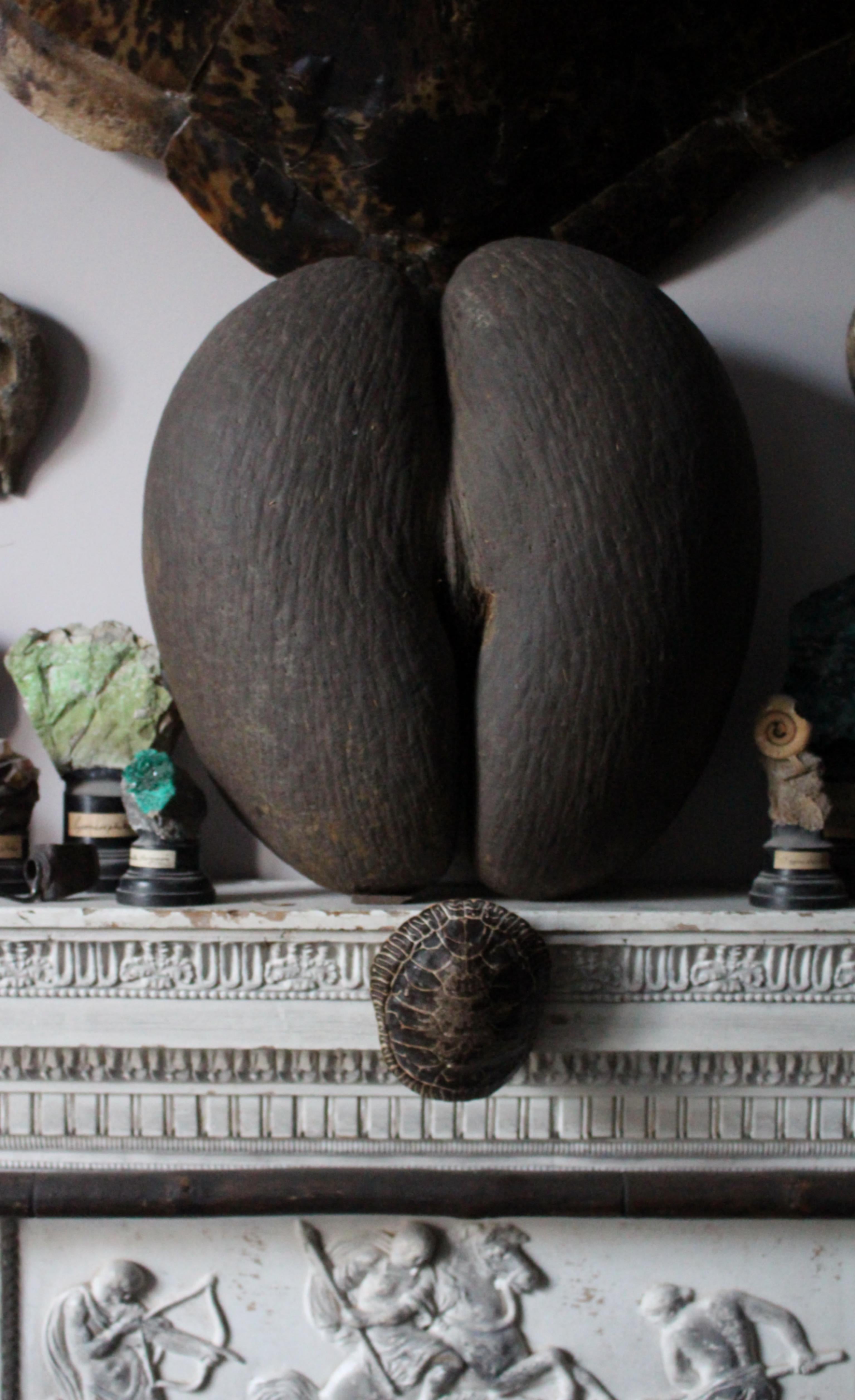 19th Century Large Coco De Mer Tropical Sea Nut, Lodoicea Maldivica In Good Condition In Lowestoft, GB