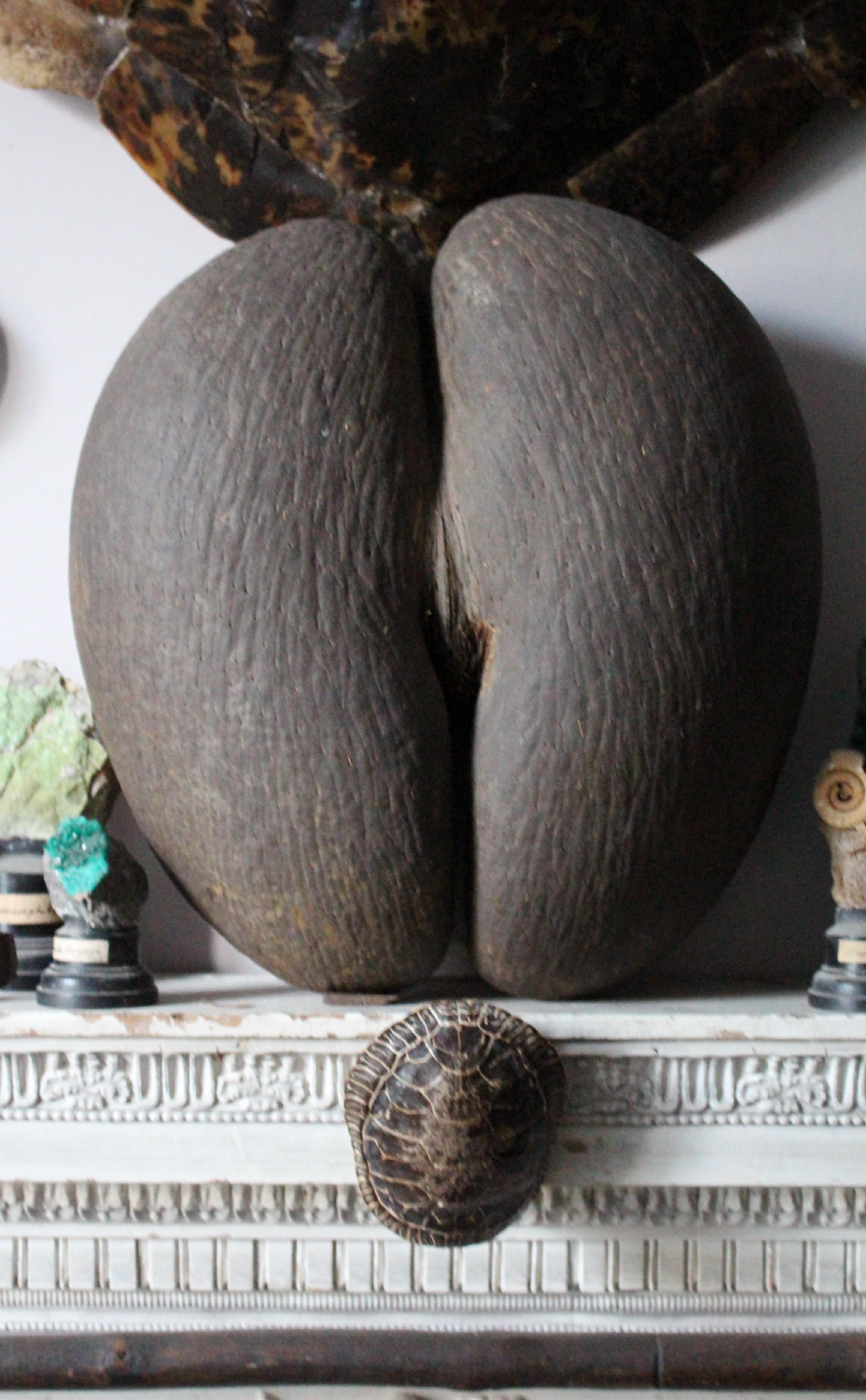 Natural Fiber 19th Century Large Coco De Mer Tropical Sea Nut, Lodoicea Maldivica