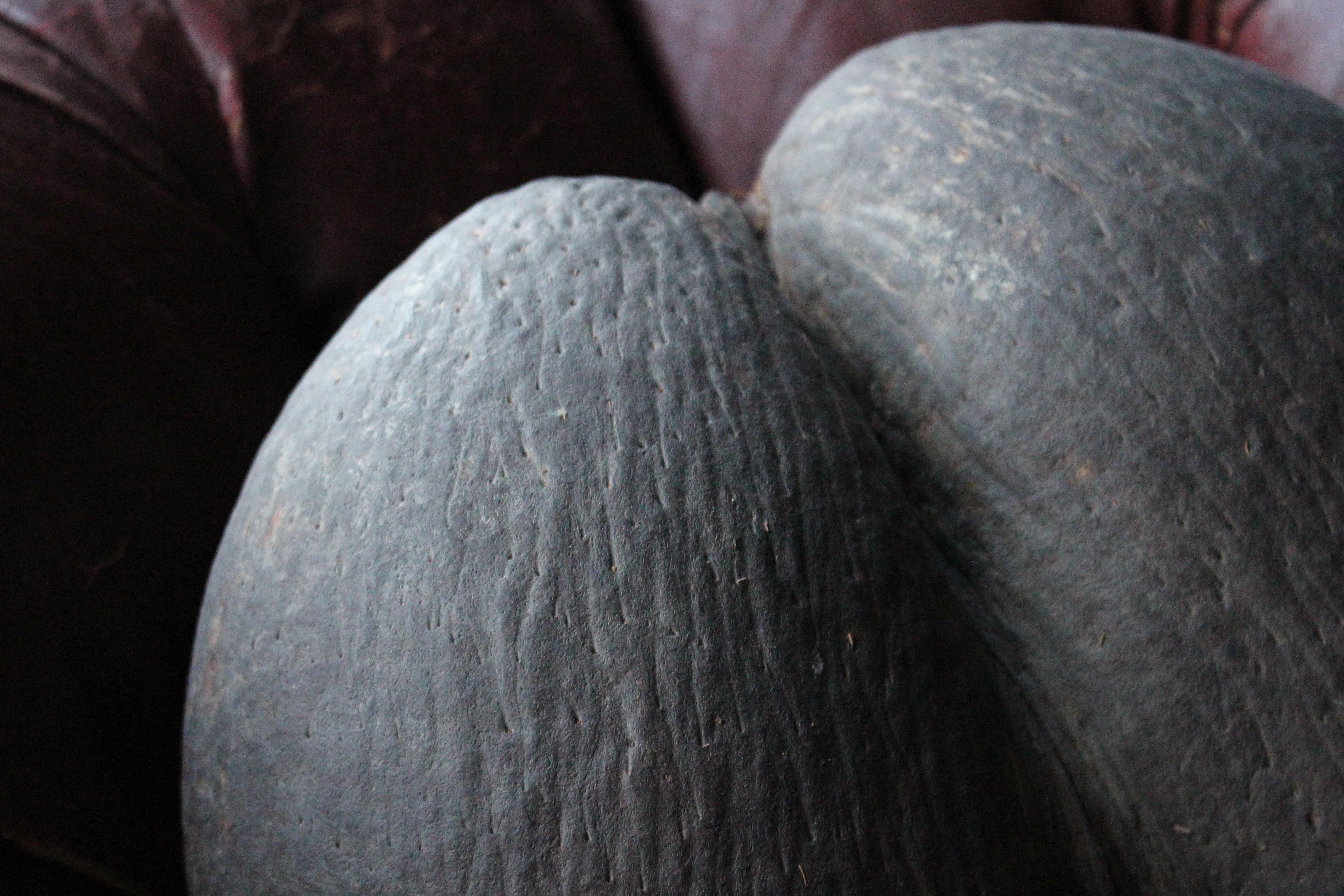 19th Century Large Coco De Mer Tropical Sea Nut, Lodoicea Maldivica 1