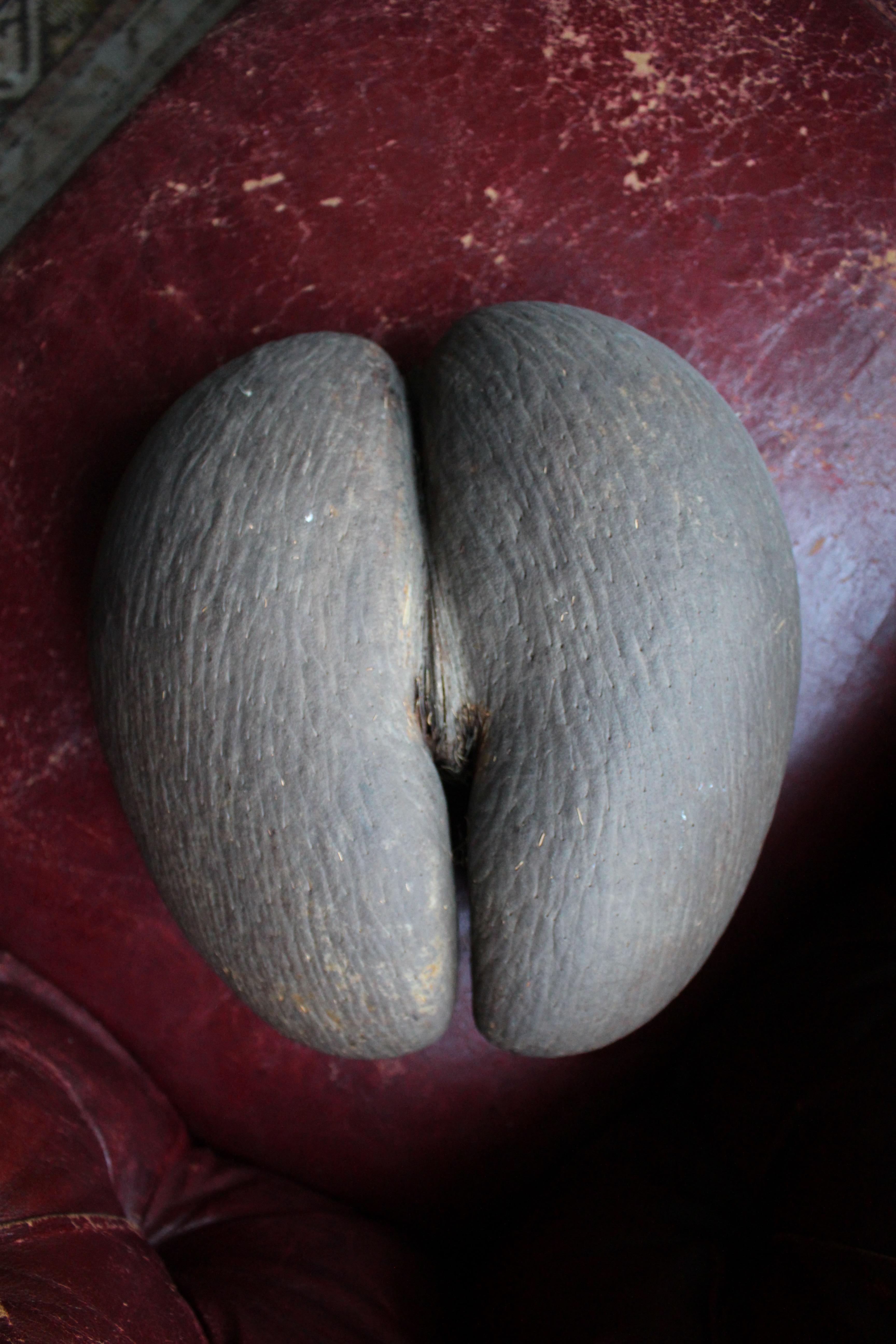 19th Century Large Coco De Mer Tropical Sea Nut, Lodoicea Maldivica 2