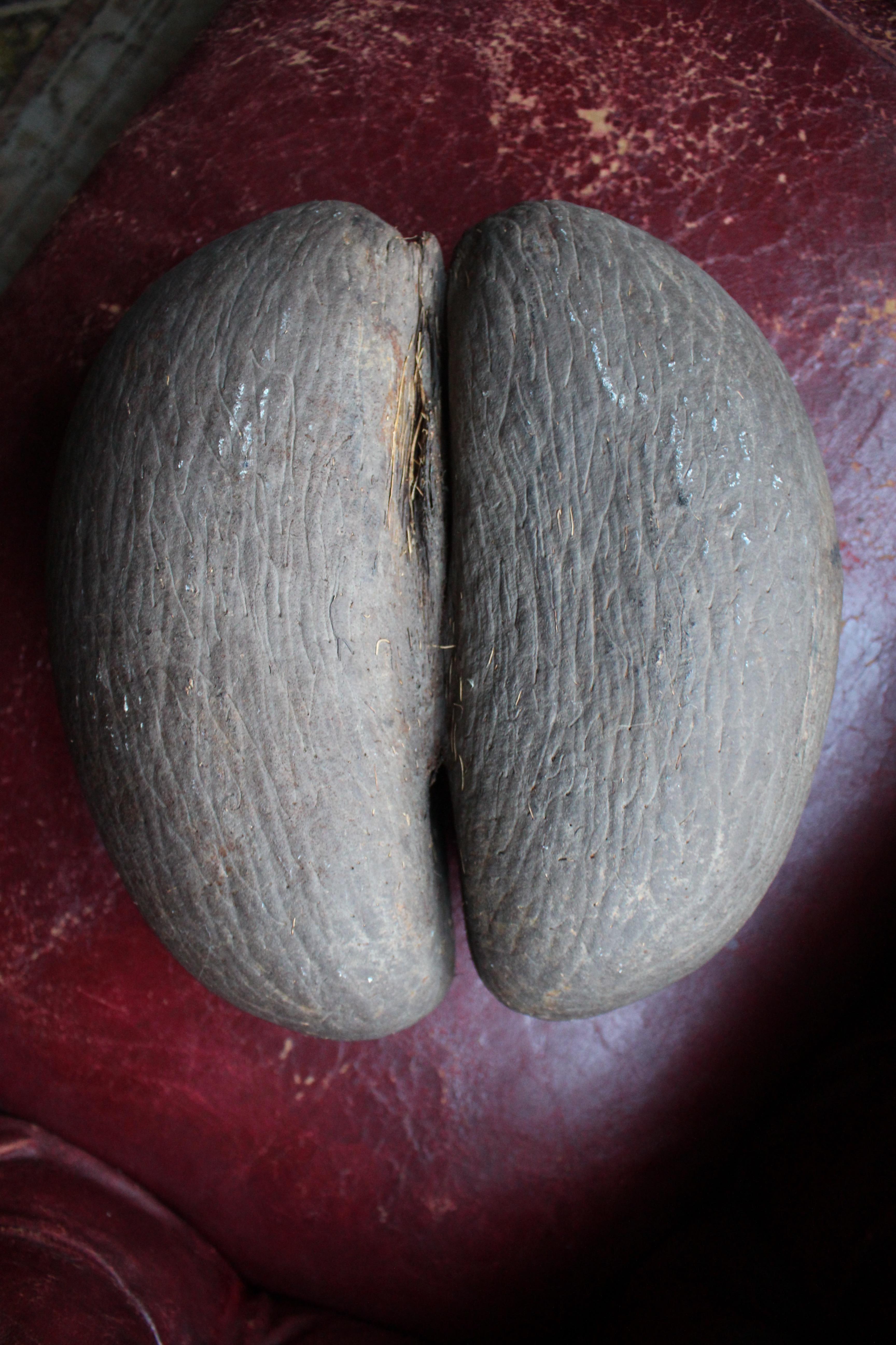 19th Century Large Coco De Mer Tropical Sea Nut, Lodoicea Maldivica 4