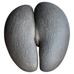 19th Century Large Coco De Mer Tropical Sea Nut, Lodoicea Maldivica