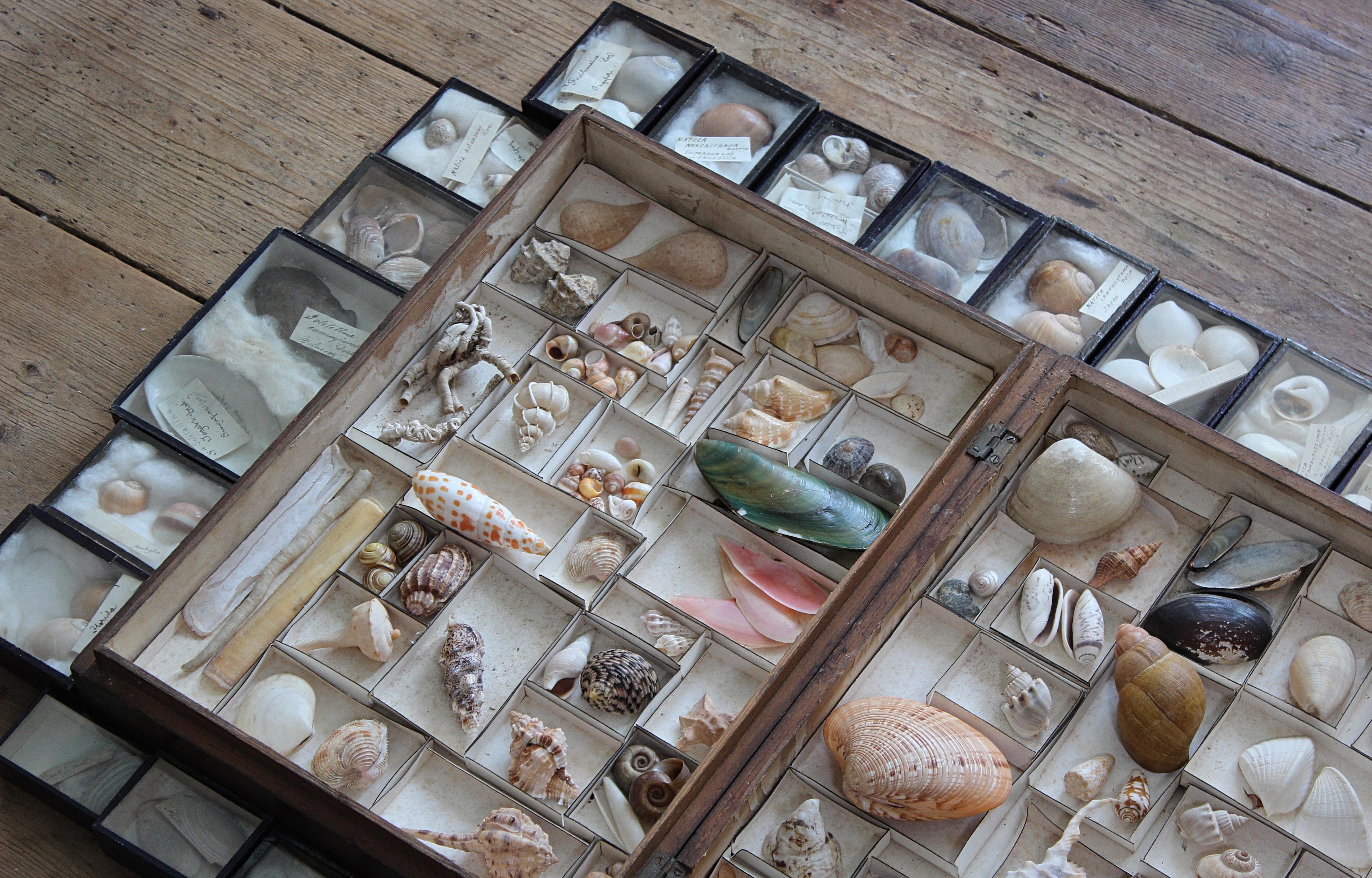 Grande collection victorienne de spécimens de coquillages Conchology du 19e siècle en vente 3