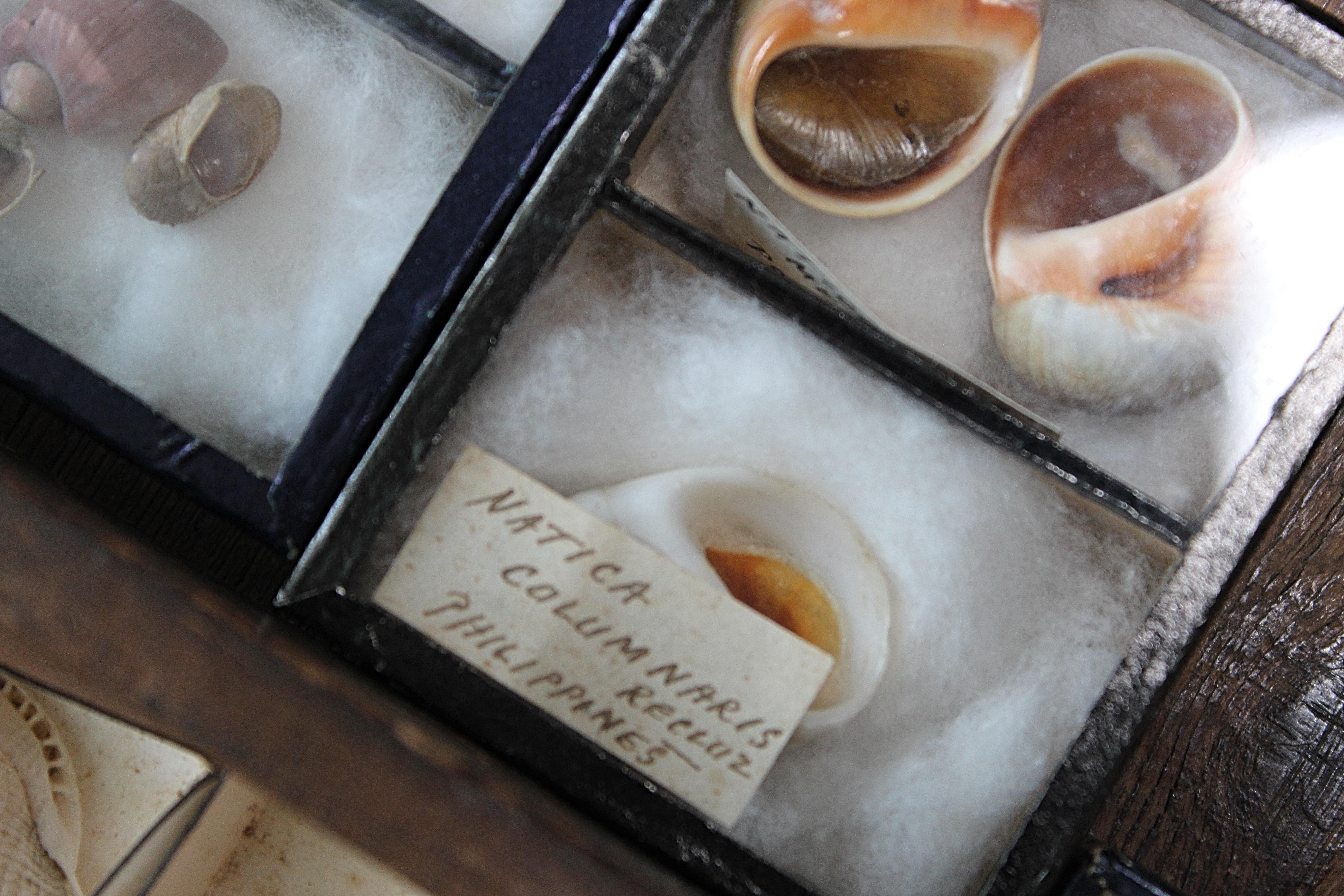 Grande collection victorienne de spécimens de coquillages Conchology du 19e siècle en vente 4
