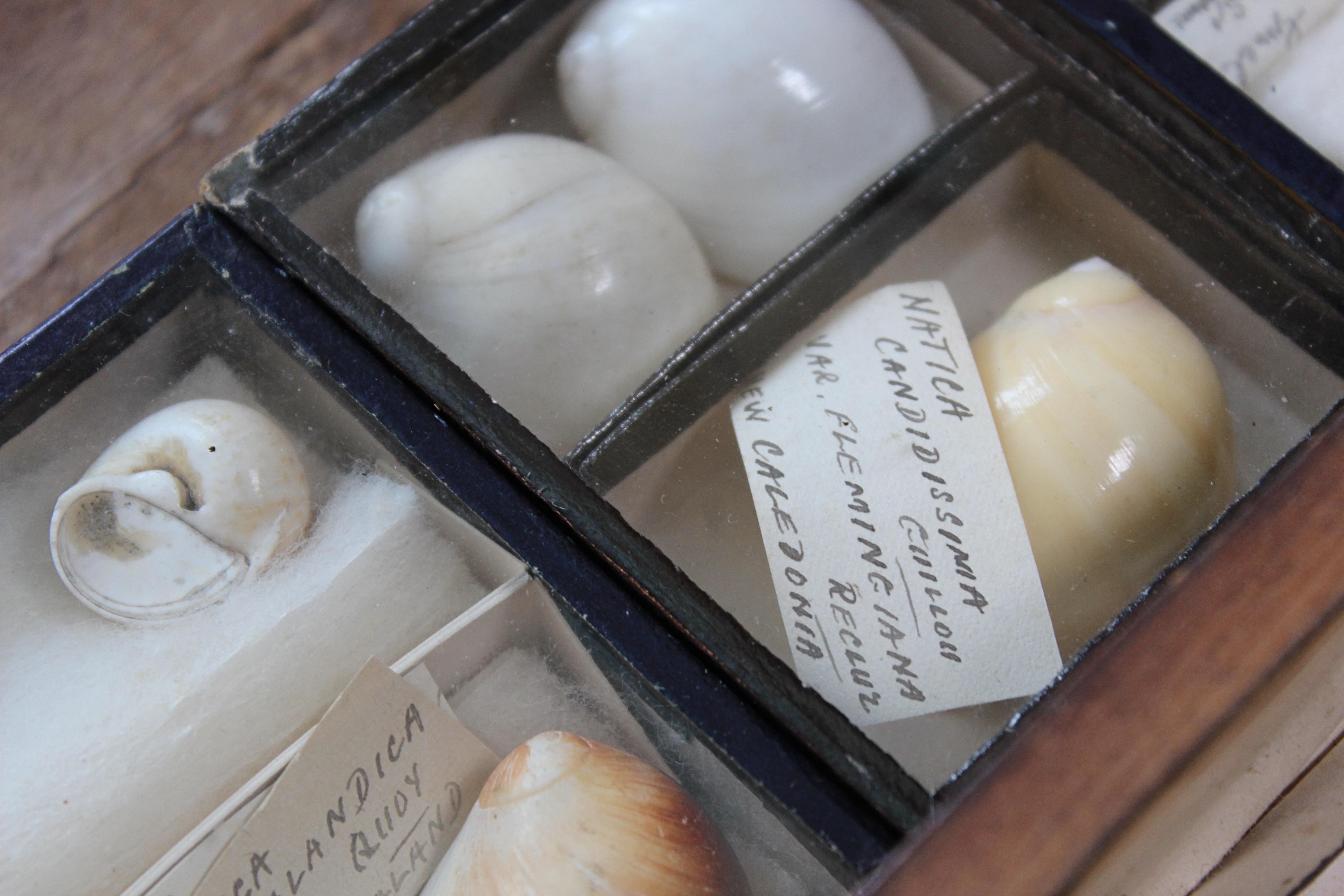 Grande collection victorienne de spécimens de coquillages Conchology du 19e siècle en vente 5