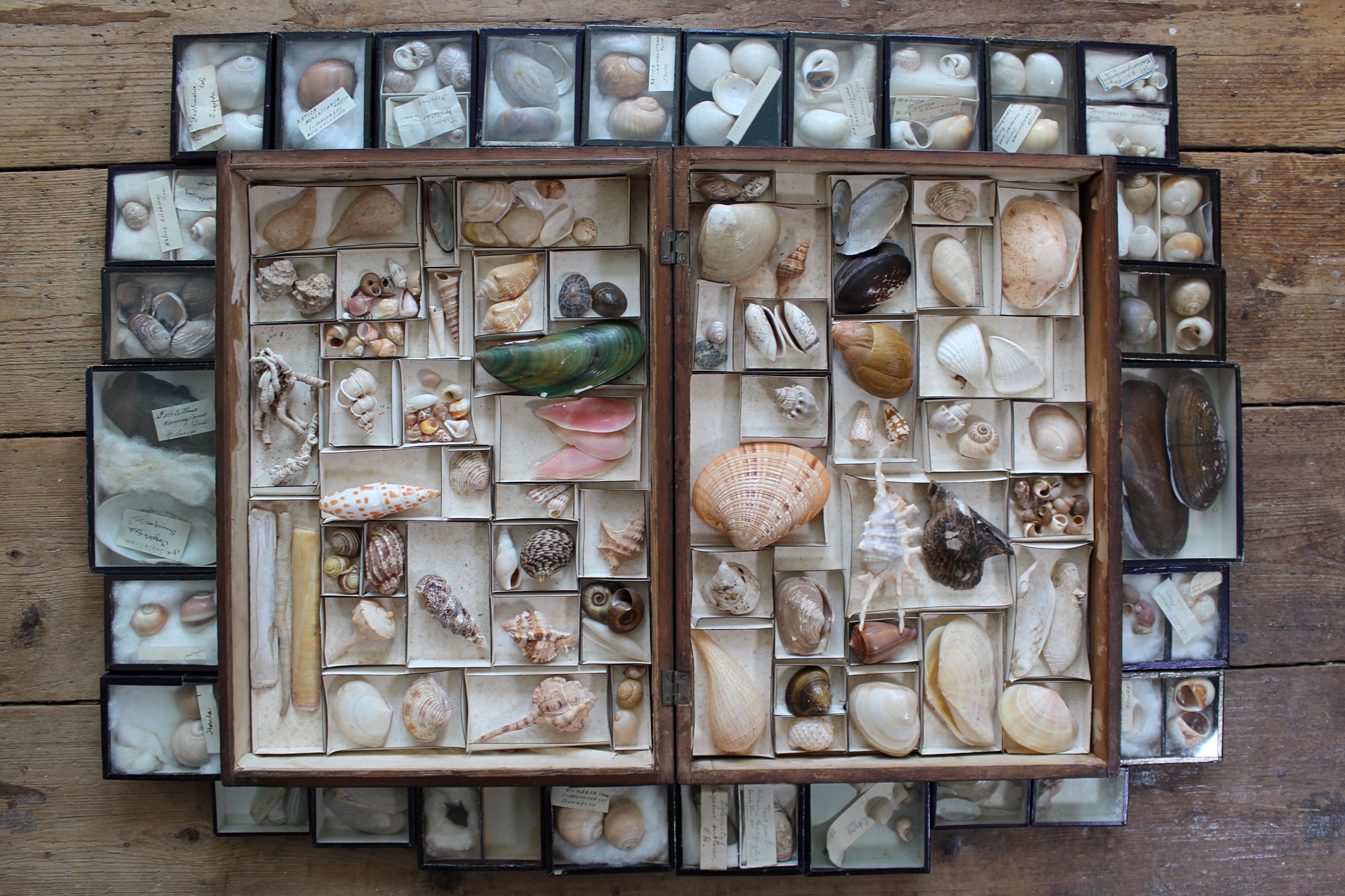 Grande collection victorienne de spécimens de coquillages Conchology du 19e siècle en vente 7