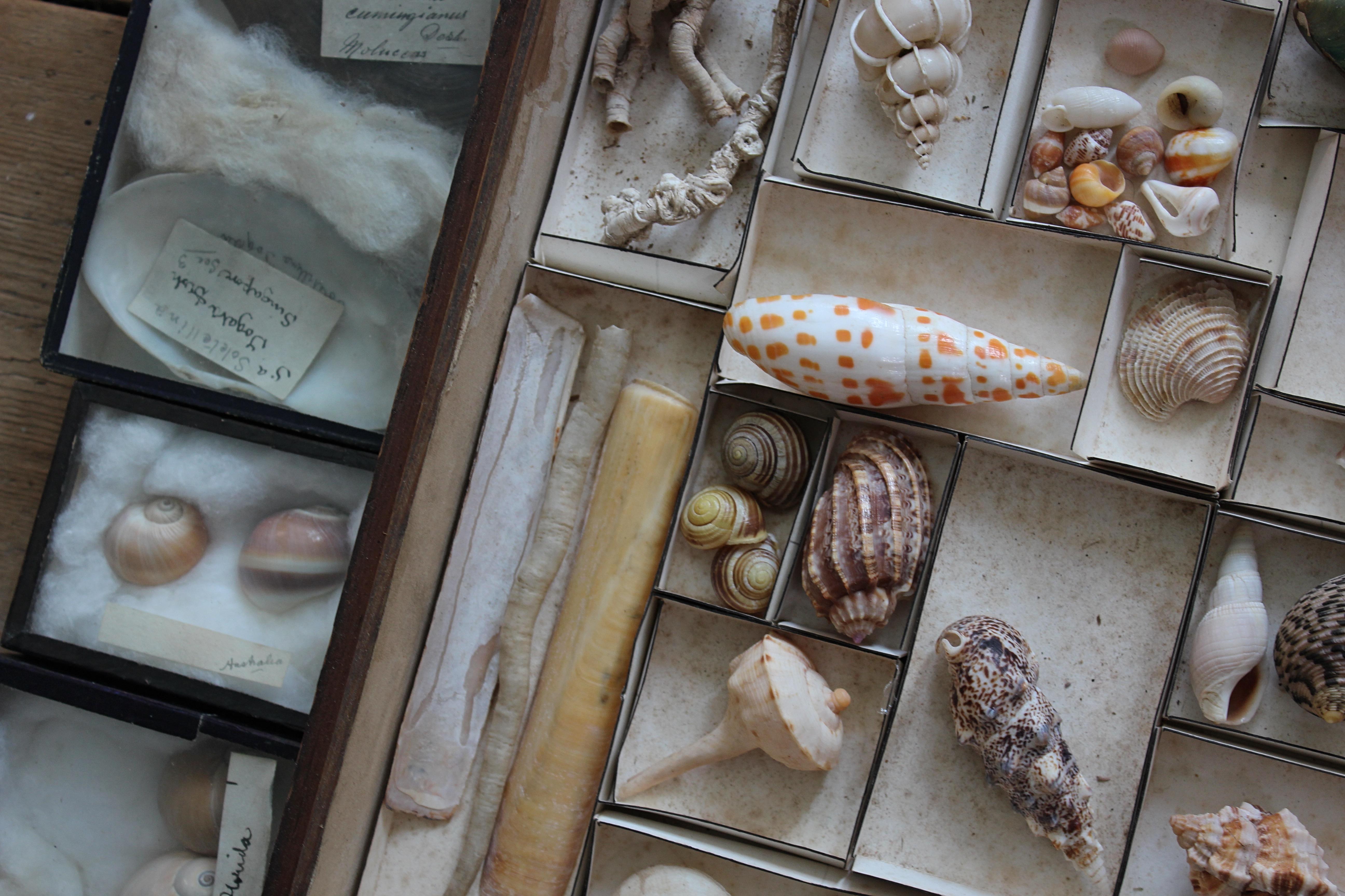 Grande collection victorienne de spécimens de coquillages Conchology du 19e siècle en vente 8
