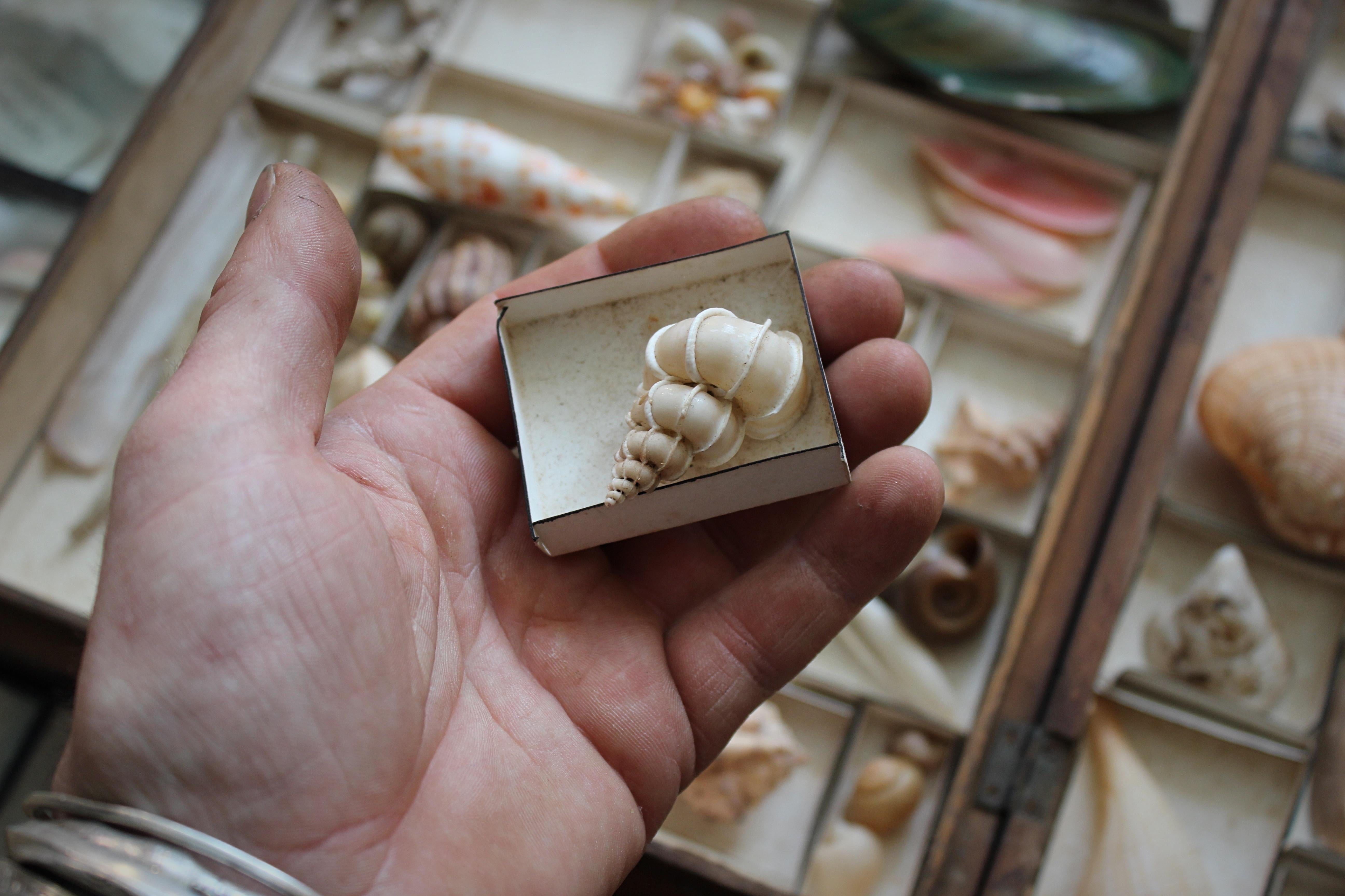 Grande collection victorienne de spécimens de coquillages Conchology du 19e siècle en vente 9