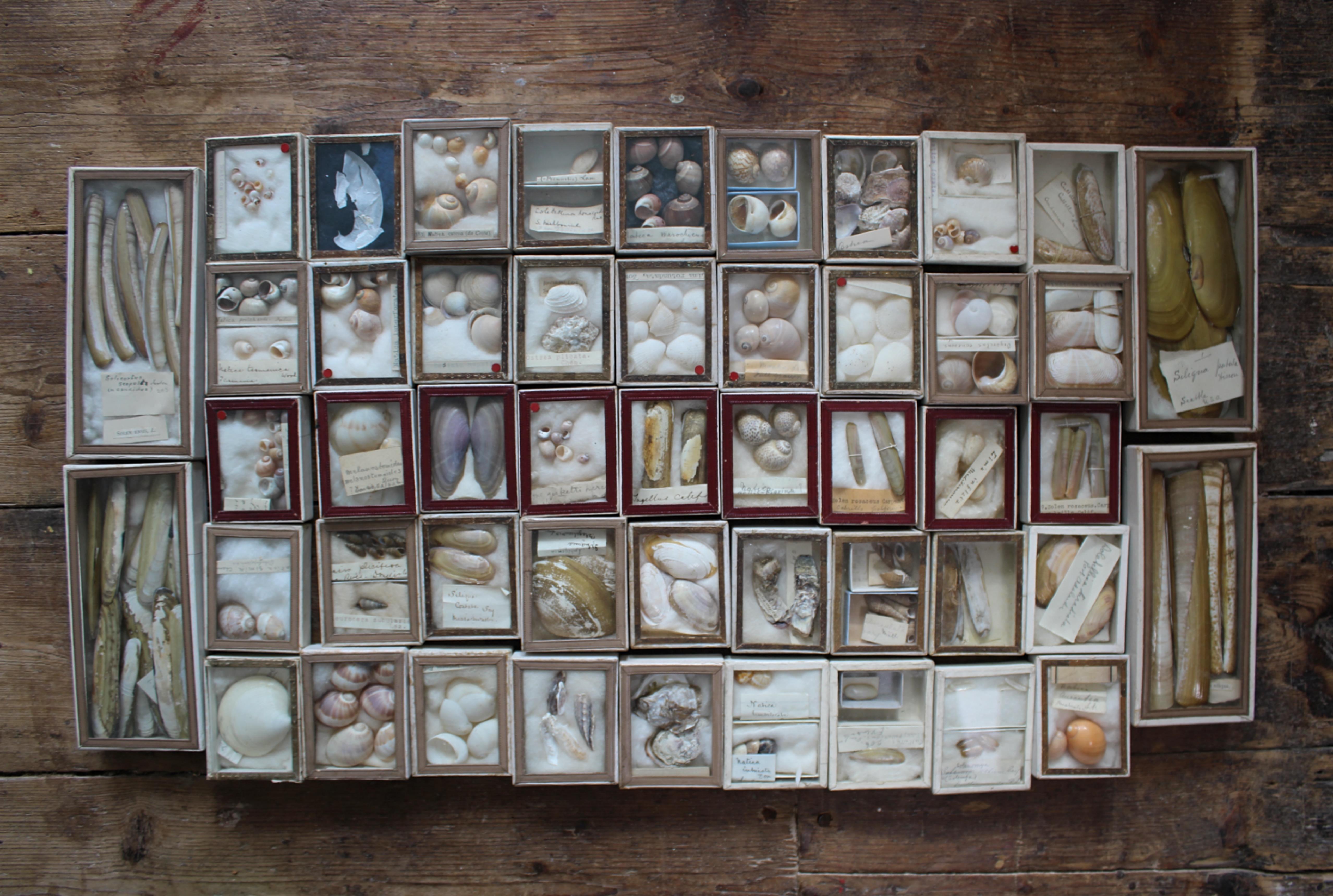19th Century Large Collection of Victorian Conchology Shell Specimens Taxidermy 11
