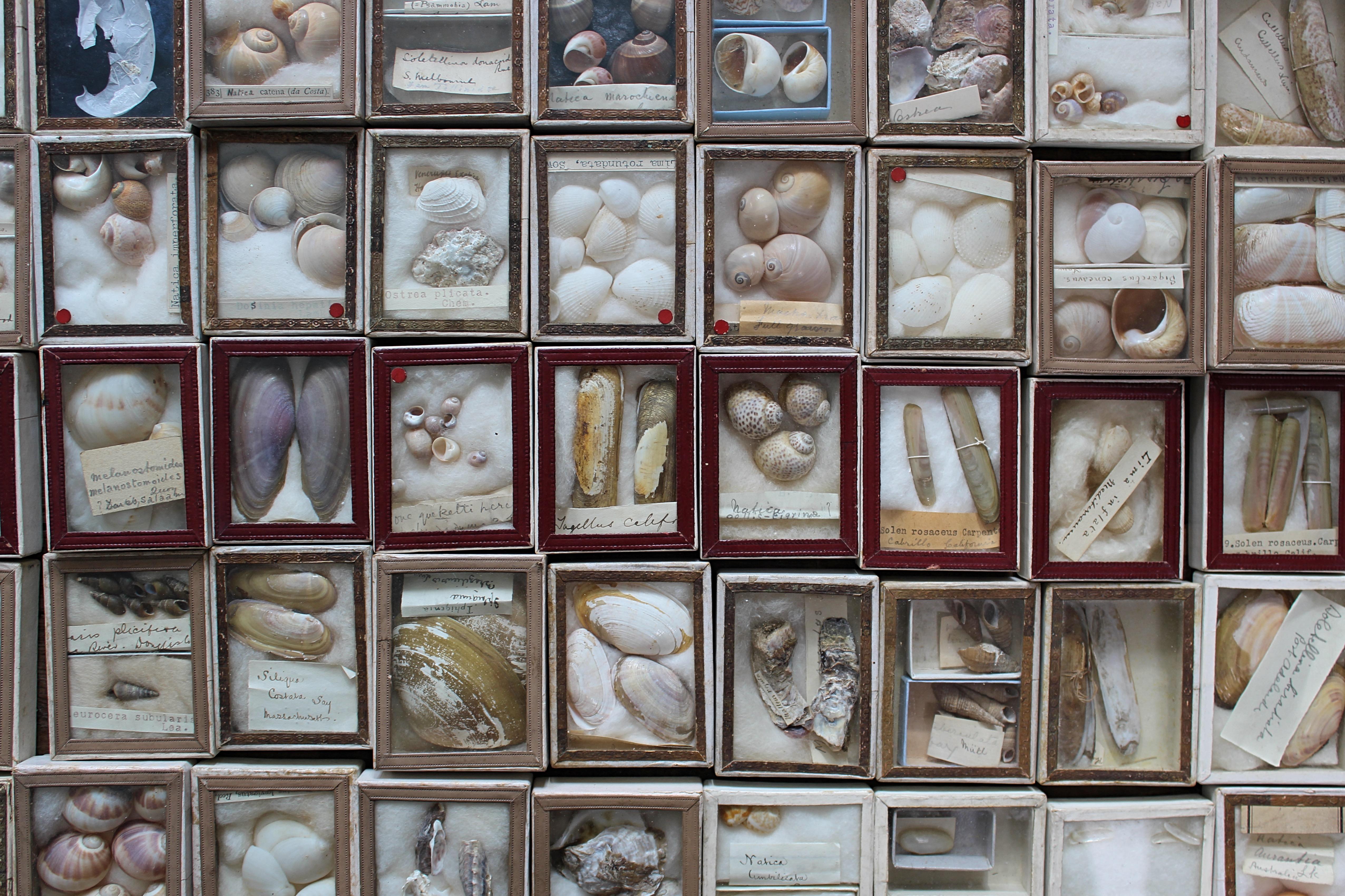 19th Century Large Collection of Victorian Conchology Shell Specimens Taxidermy 12