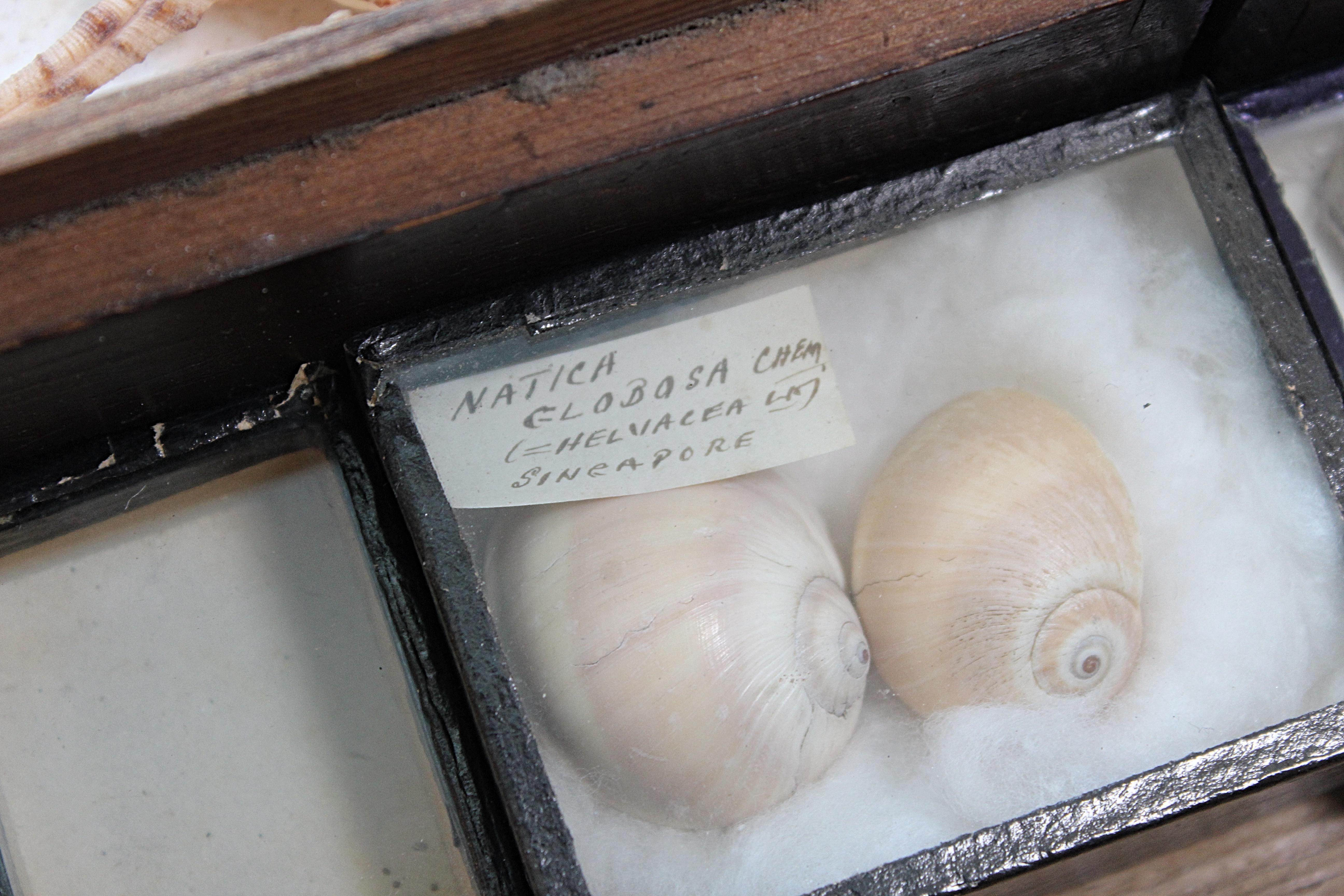 Grande collection victorienne de spécimens de coquillages Conchology du 19e siècle en vente 12