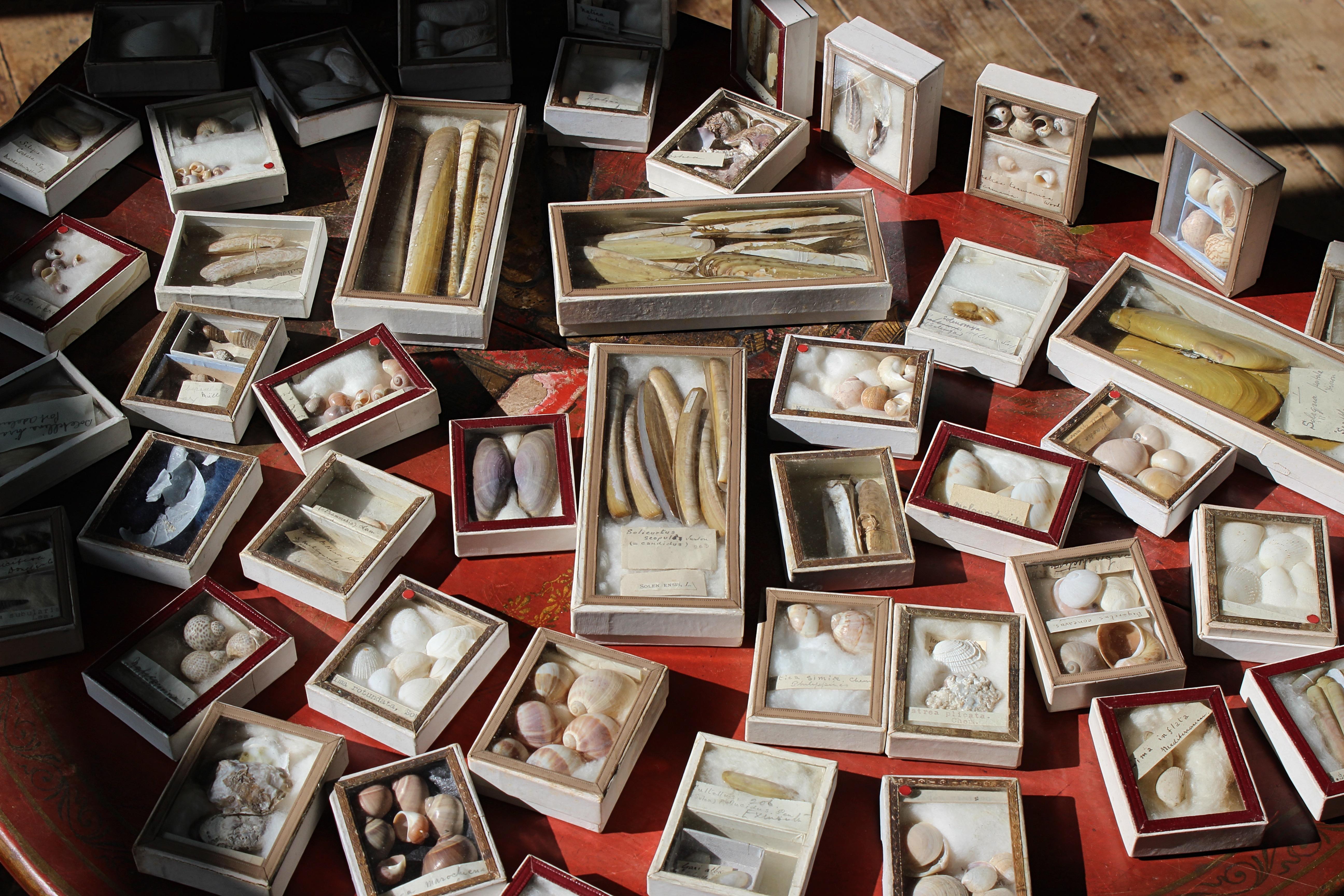 A large collection of late Victorian shell specimens, housed in unusual white glazed display cases. The majority of which have decorative red and gold borders, each also has its original labels. 

The collection consists of specimens from Asia,