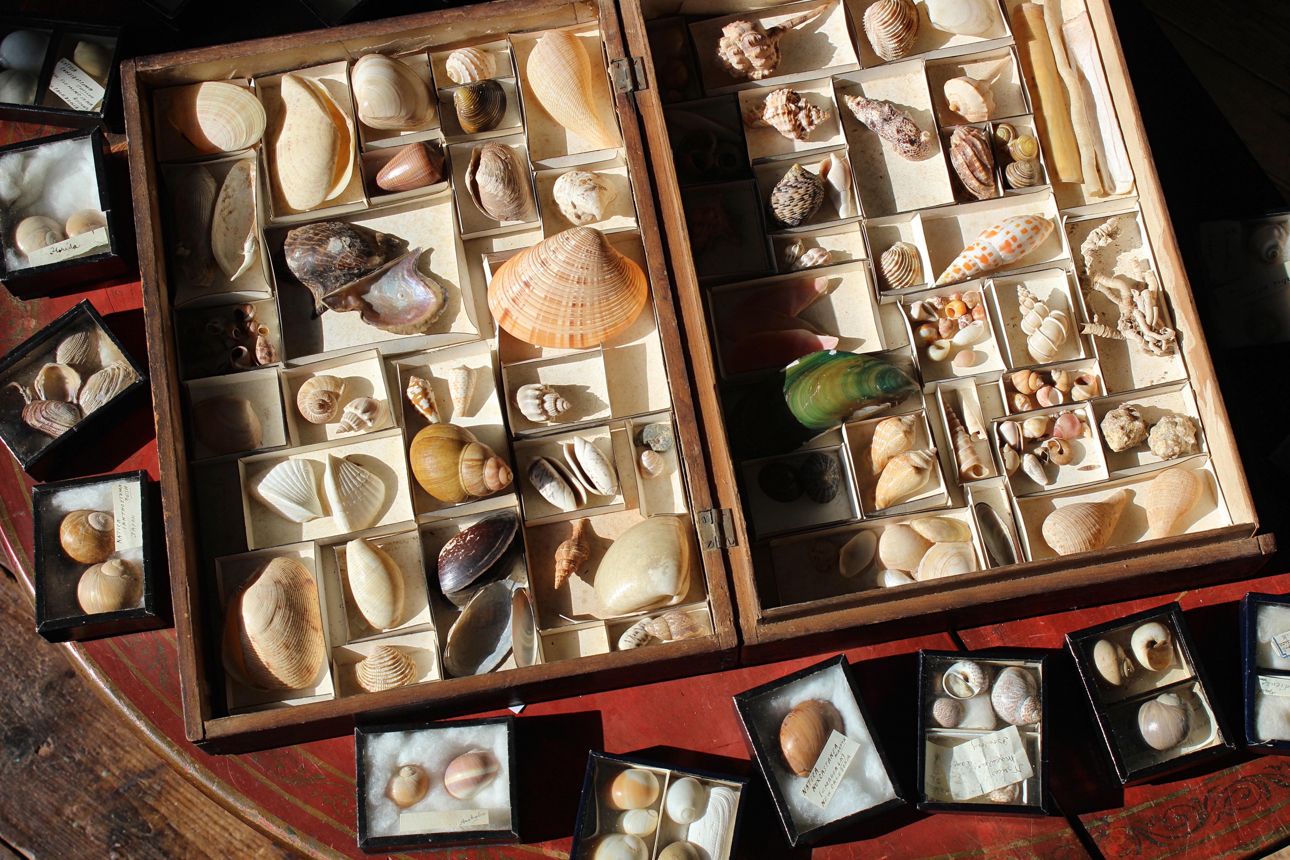 A large collection of late Victorian shell specimens, the majority housed in its pine box with each specimen having its period card sleeve, the remainder displayed in glazed blue cardboard boxes. 

The collection consists of specimens from Asia,